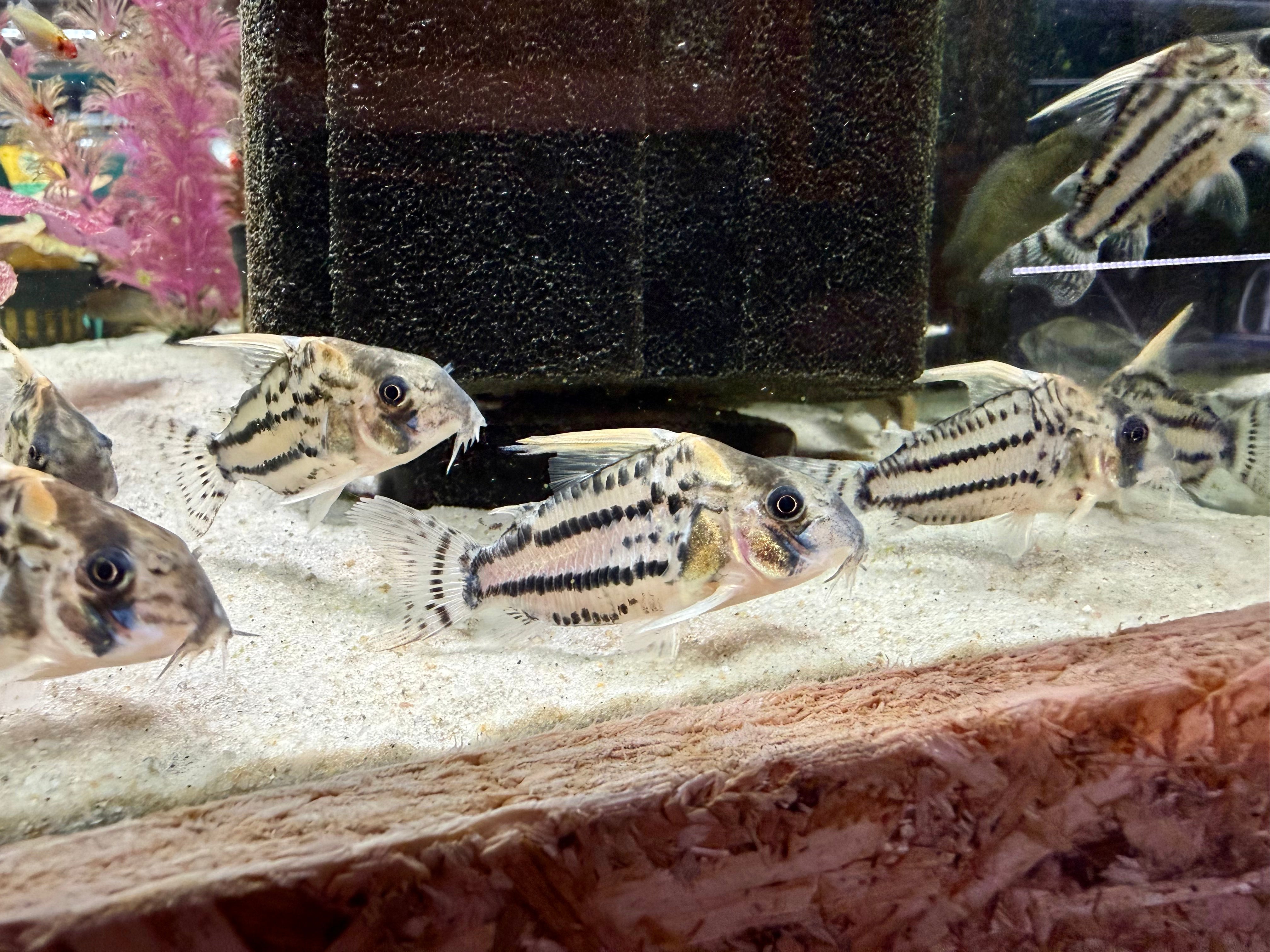 Schwartz's Corydoras 4-5cm