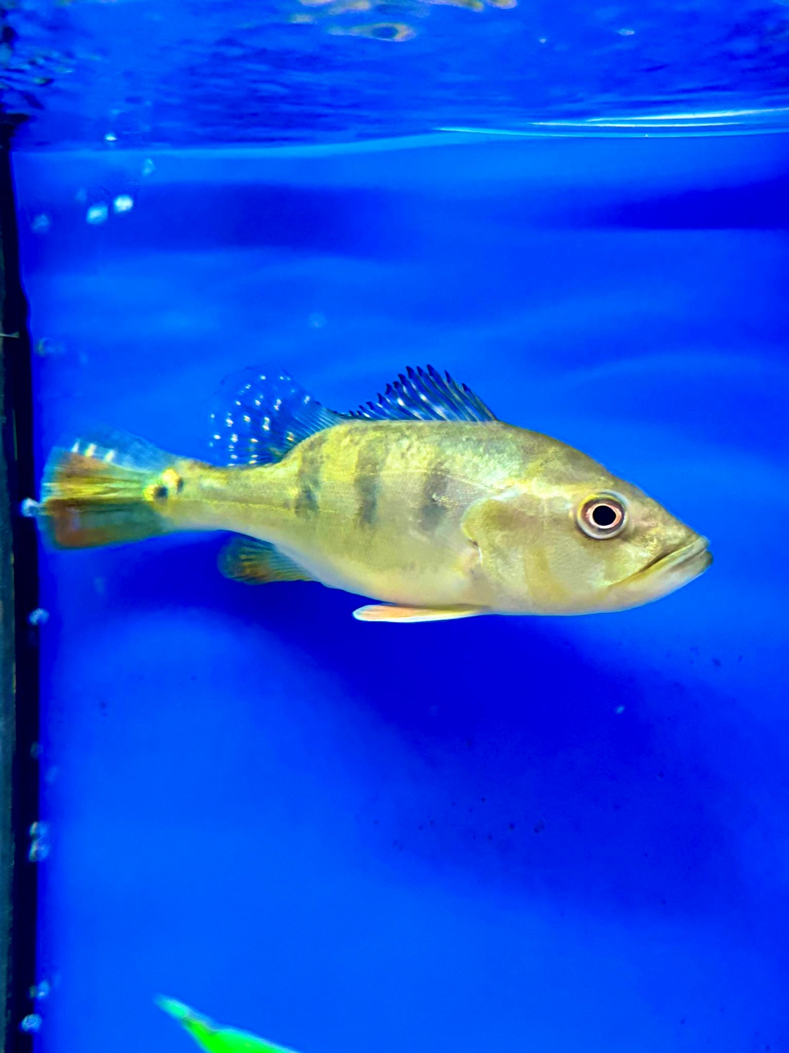 24k Golden Kelberi Peacock Bass 16cm+