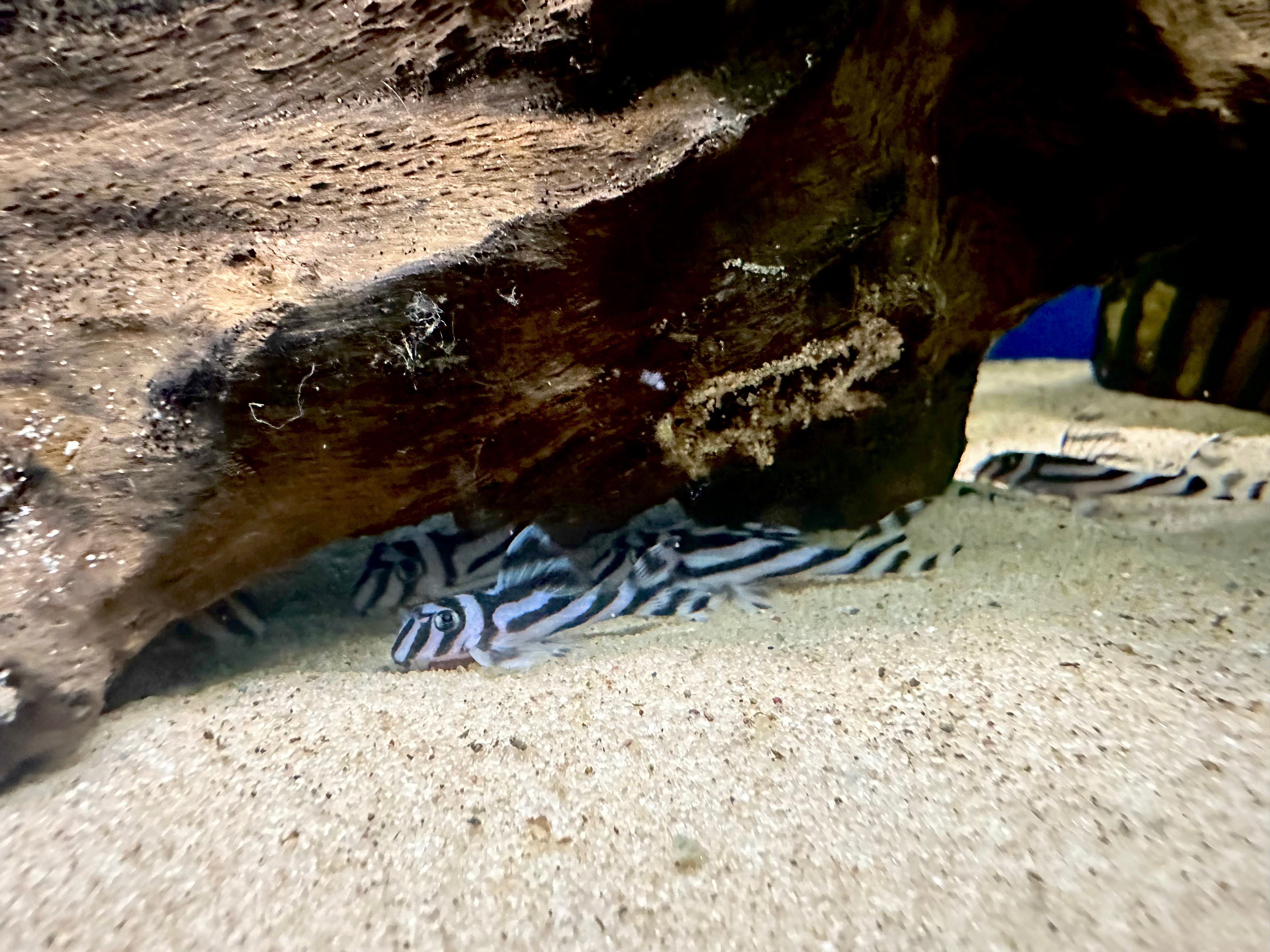 L046 Zebra Pleco 4cm