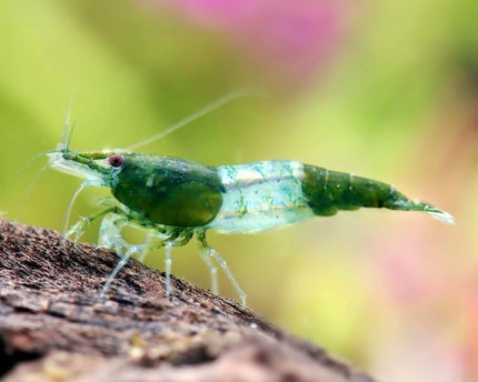 Green Rili Shrimp 2cm