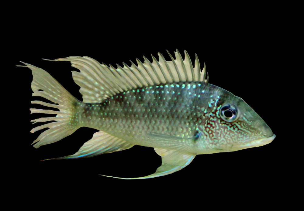 Geophagus Jurapari 7-8cm