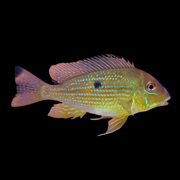 Geophagus Argyrostictus "Rio Xingu" 14-16cm