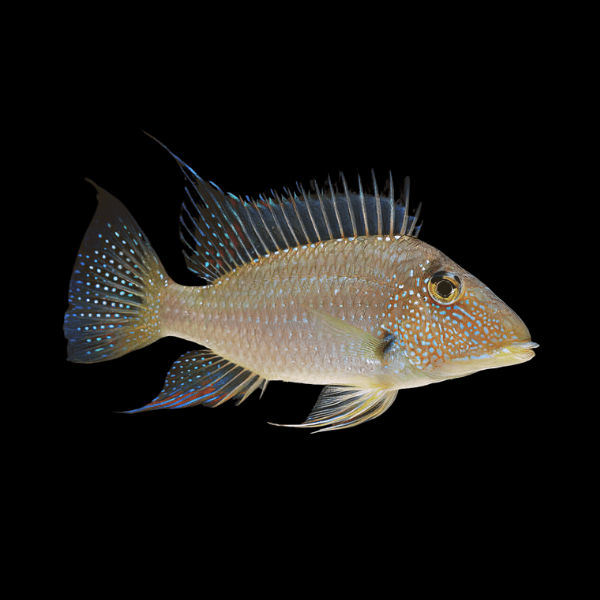 Jurupari Cichlid 6-7cm