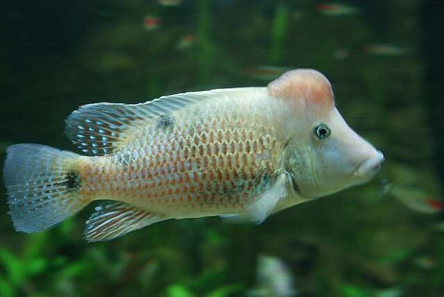 Geophagus Steindachneri 9cm