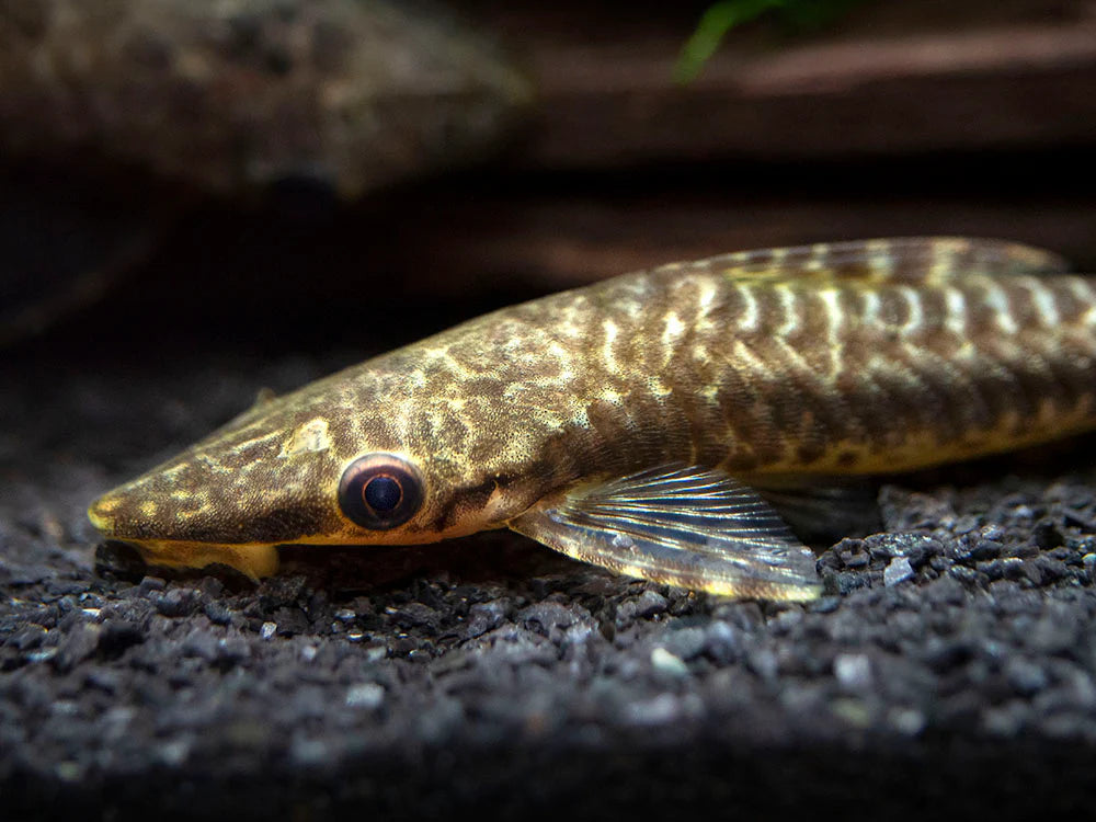 Giant Otocinclus 6-8cm