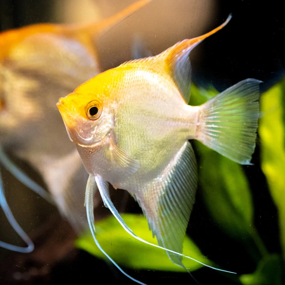 Gold Angelfish 4cm