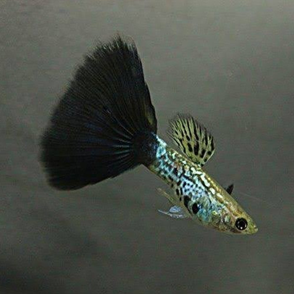 Black Cobra Male Guppy 3cm