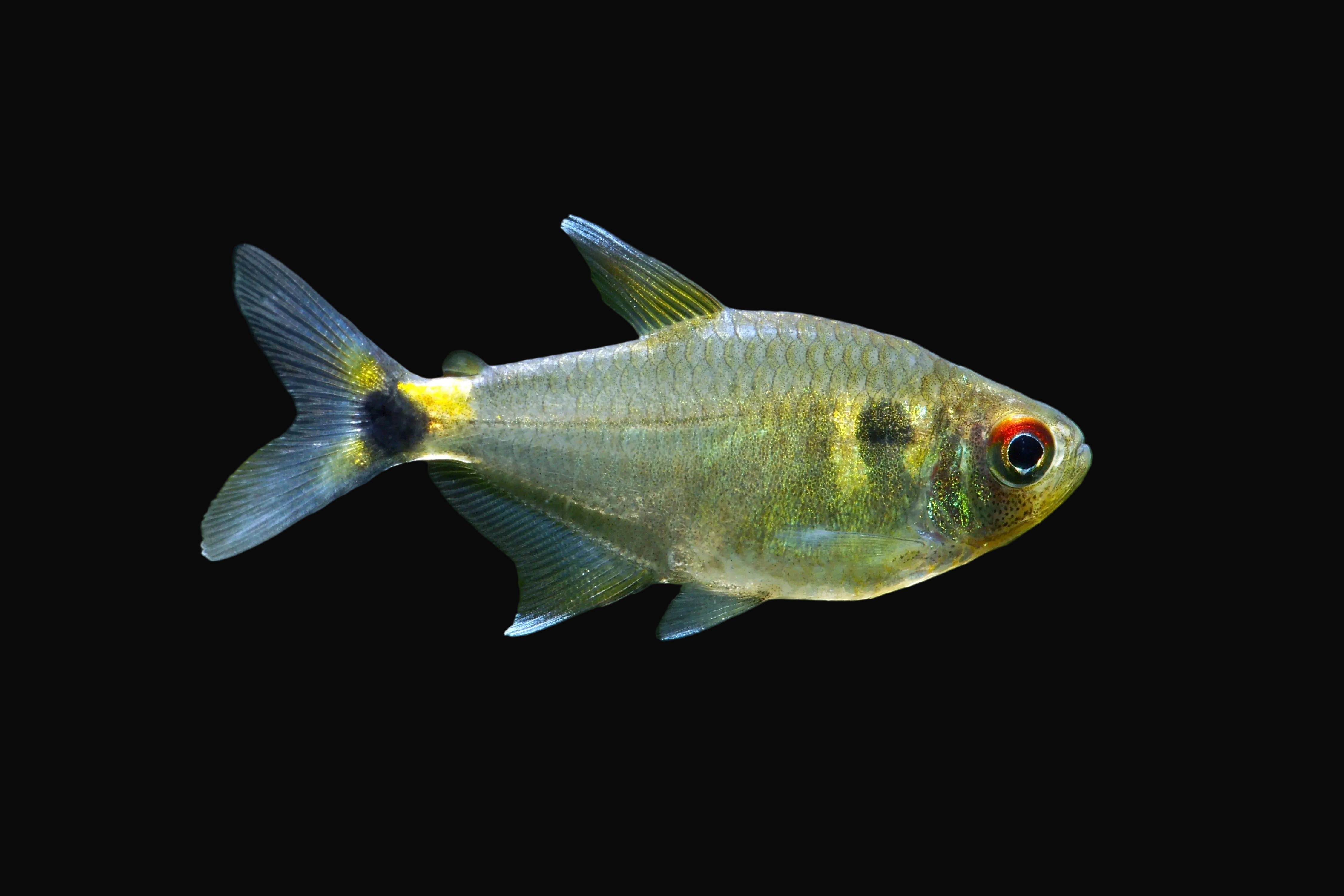 Head & Tailight Tetra 3-4cm