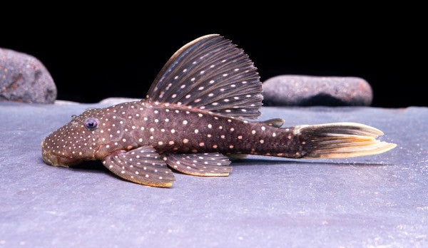 Hypostomus luteus – Phase One 20cm