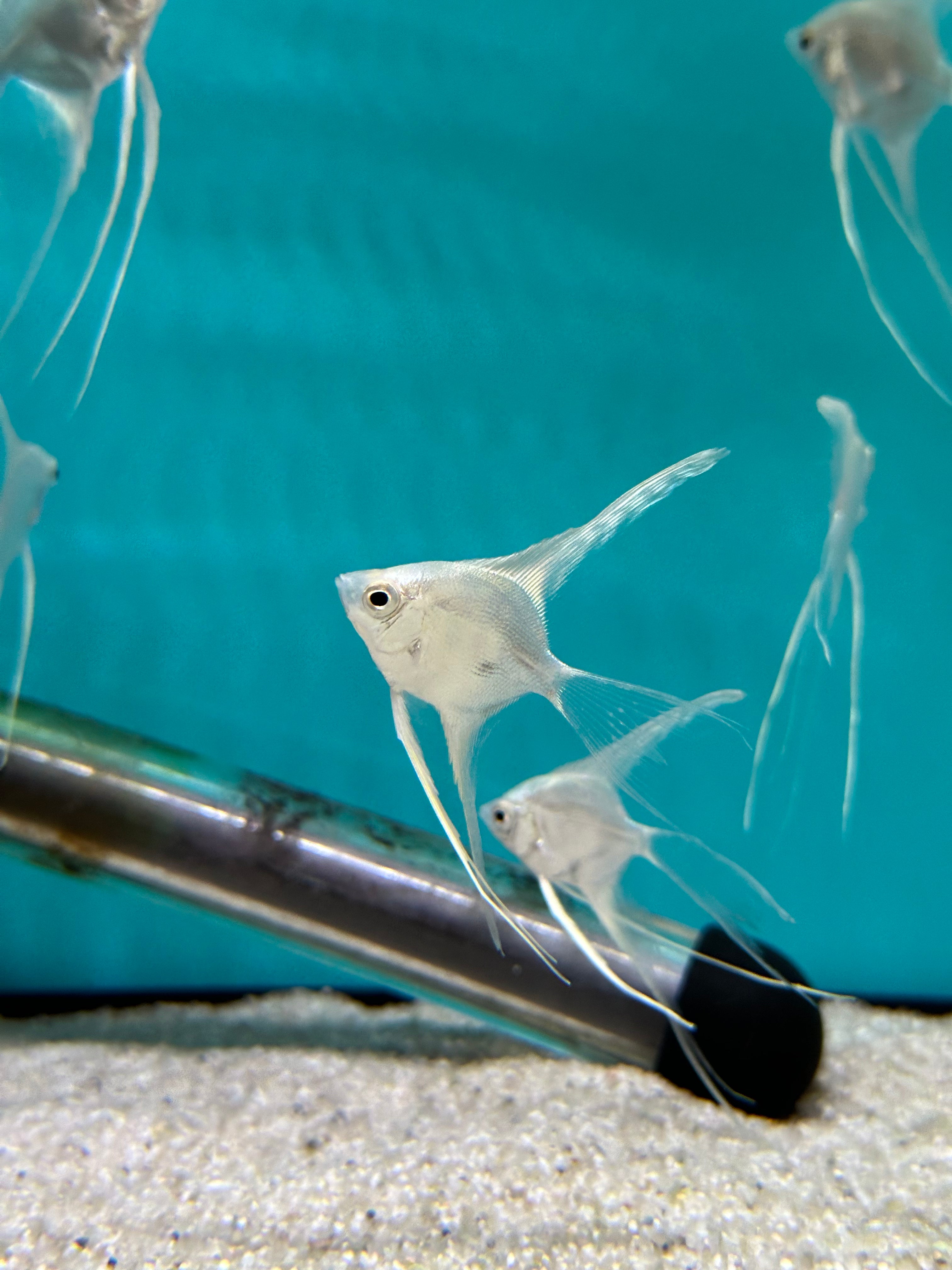 Platinum Veiltail Angelfish 4cm