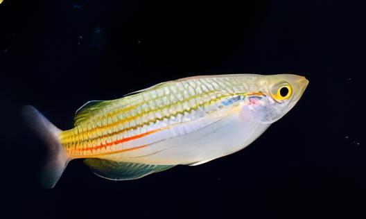 Papuae Rainbow Fish 5cm