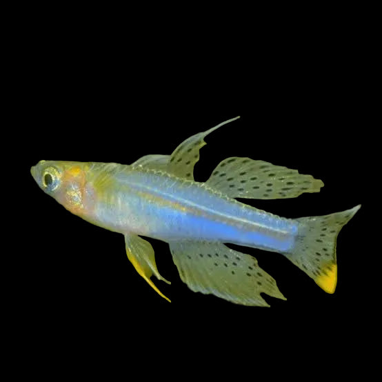 Paskas Blue Eye Rainbow Fish 3-4cm