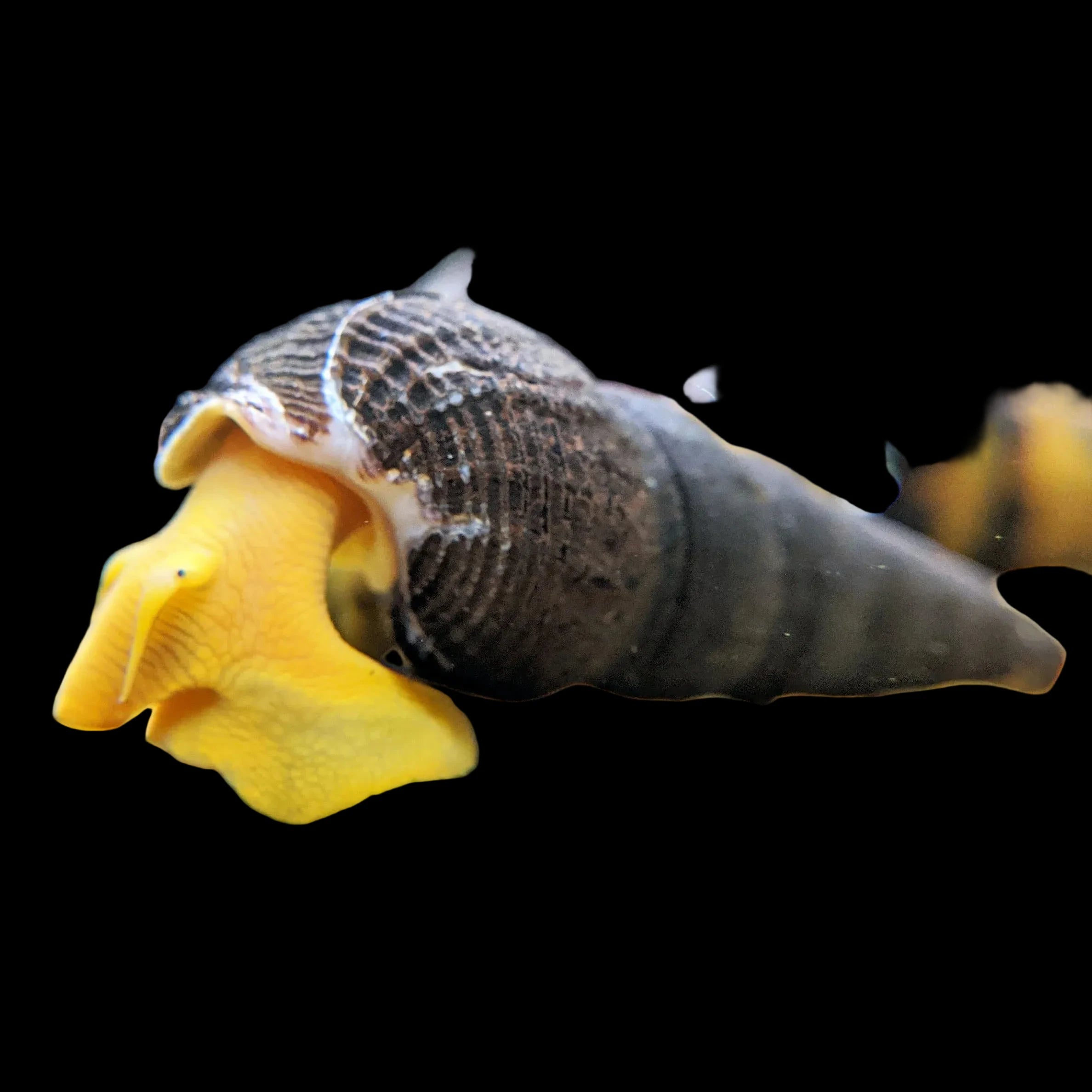 Yellow Foot Rabbit Snail 5-6cm