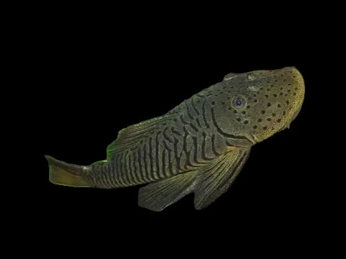 L146 Rubber Lipped Pleco 6-8cm