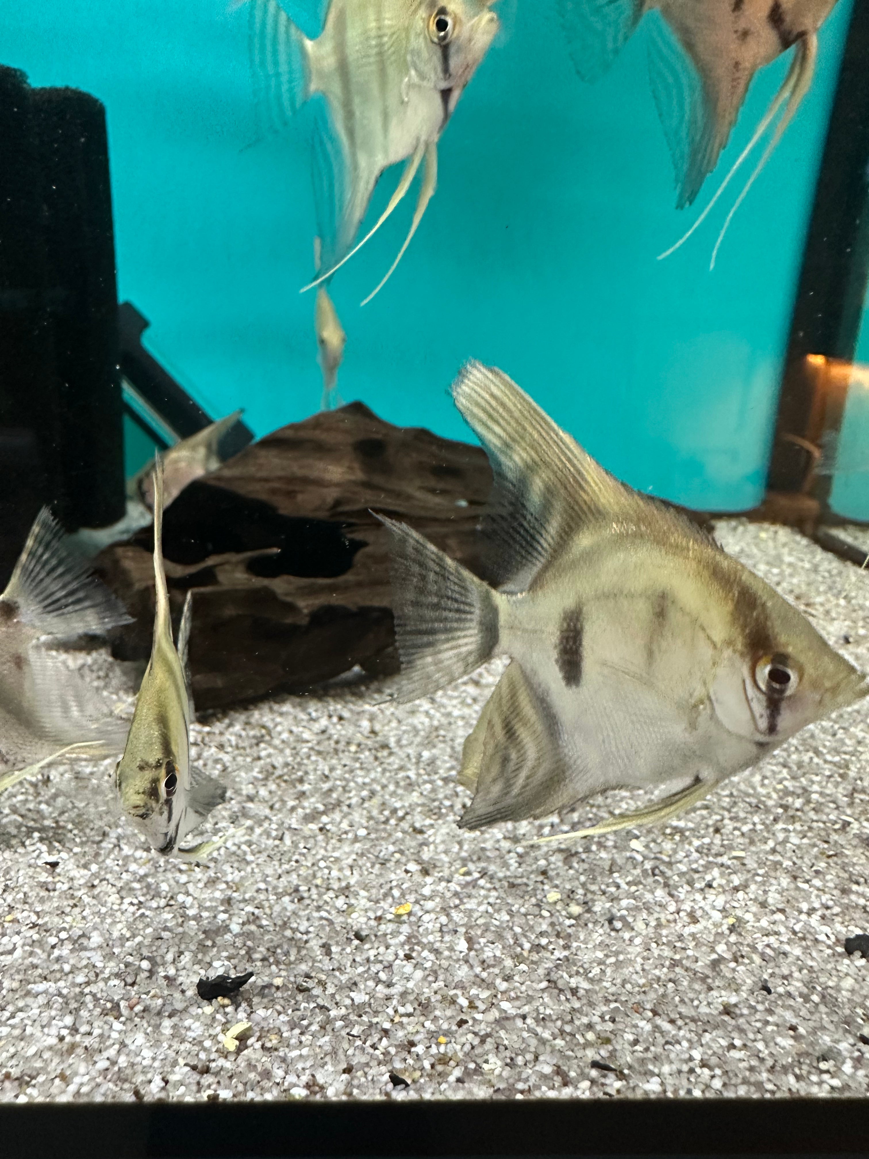 Blue Diamond Angelfish 4-5cm