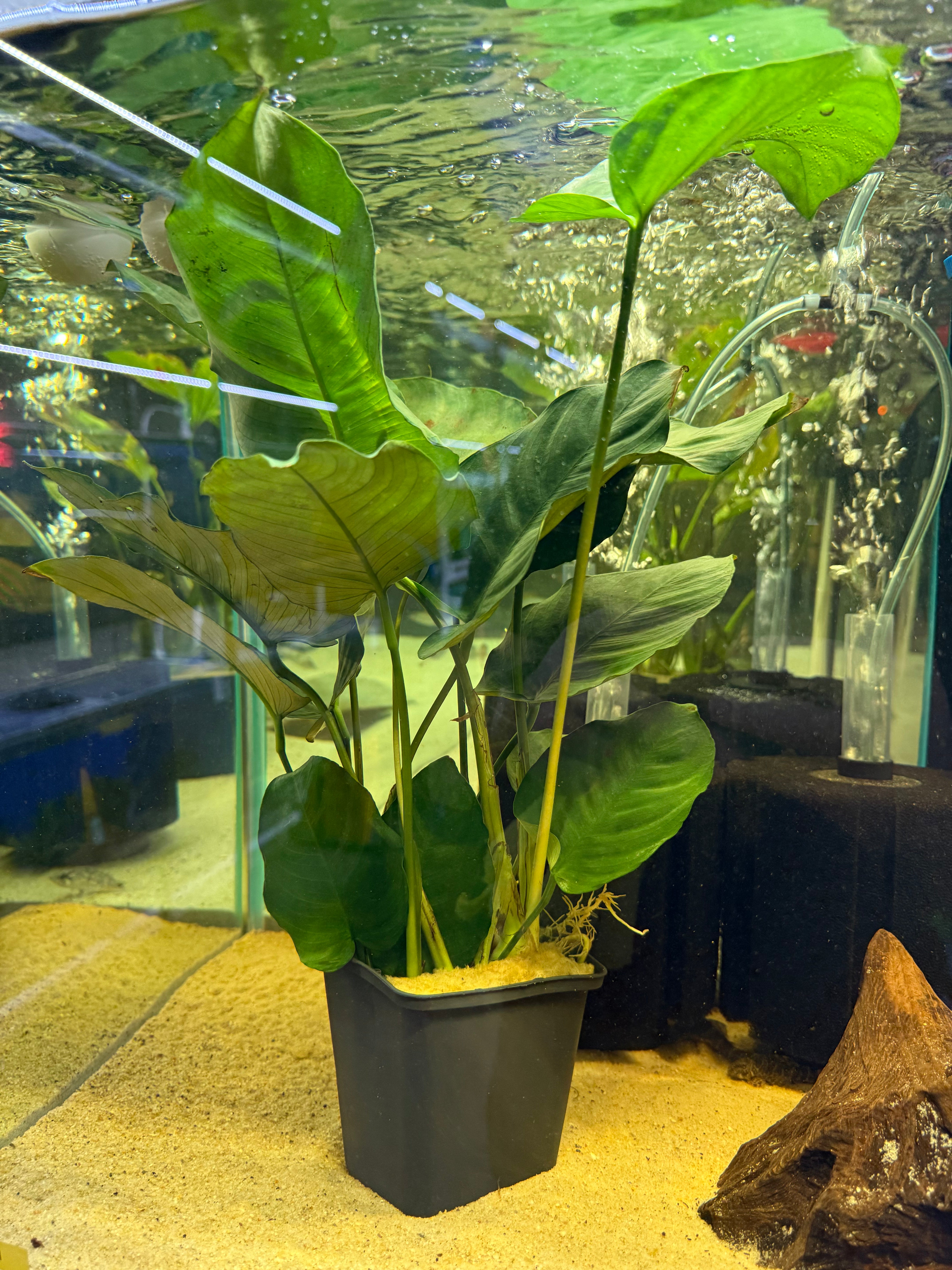 Assorted Anubias Mother Plant 15-25cm