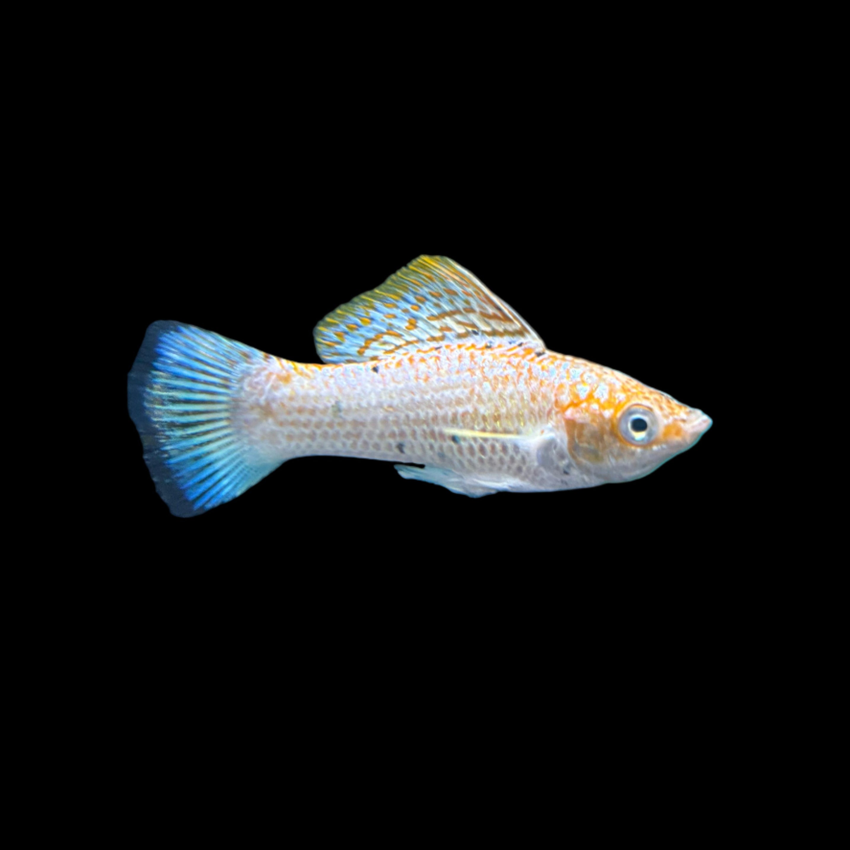 Glowlight Sunset Elephant Ear Molly 4cm