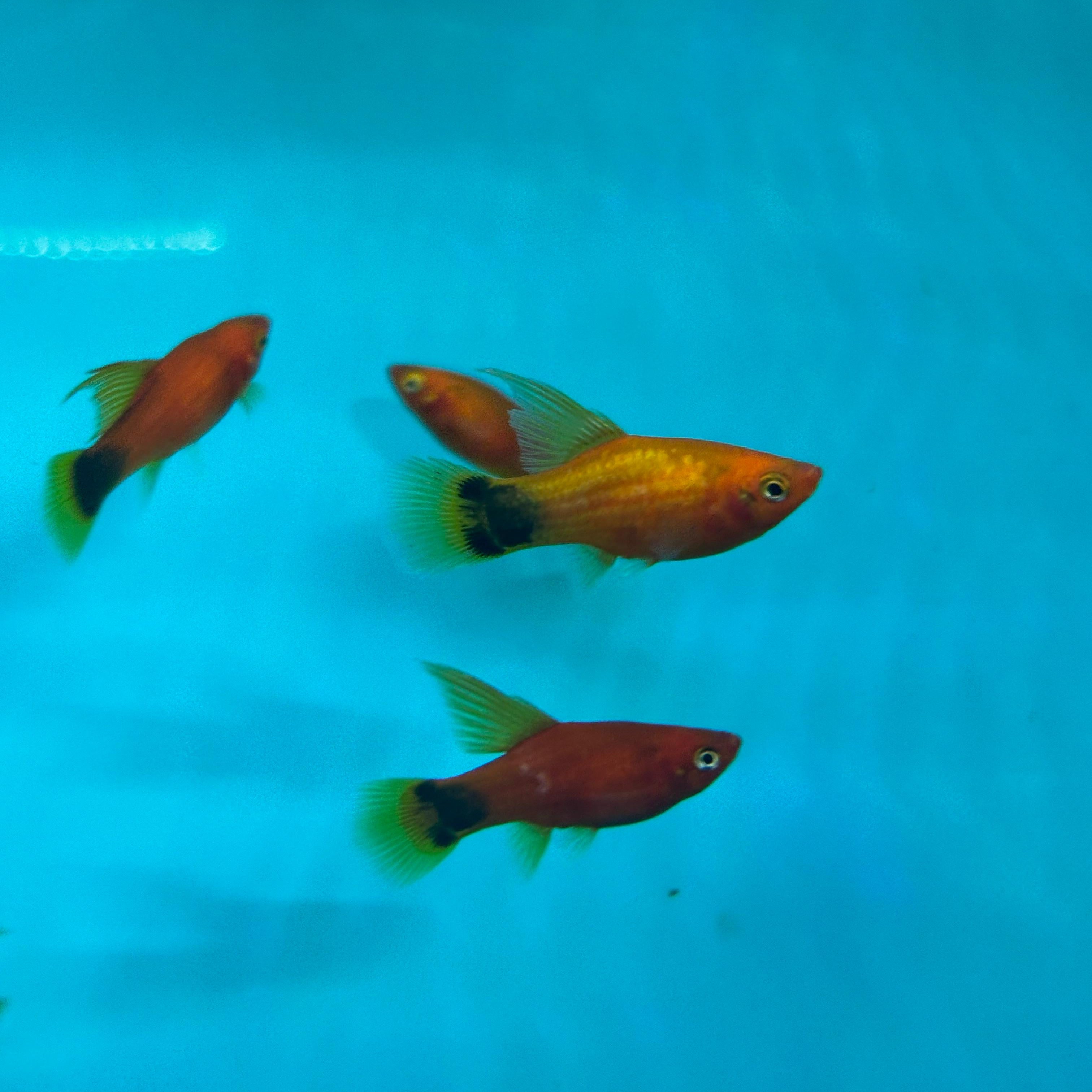 Hi Fin Red Mickey Mouse Variatus Platy 3.5cm