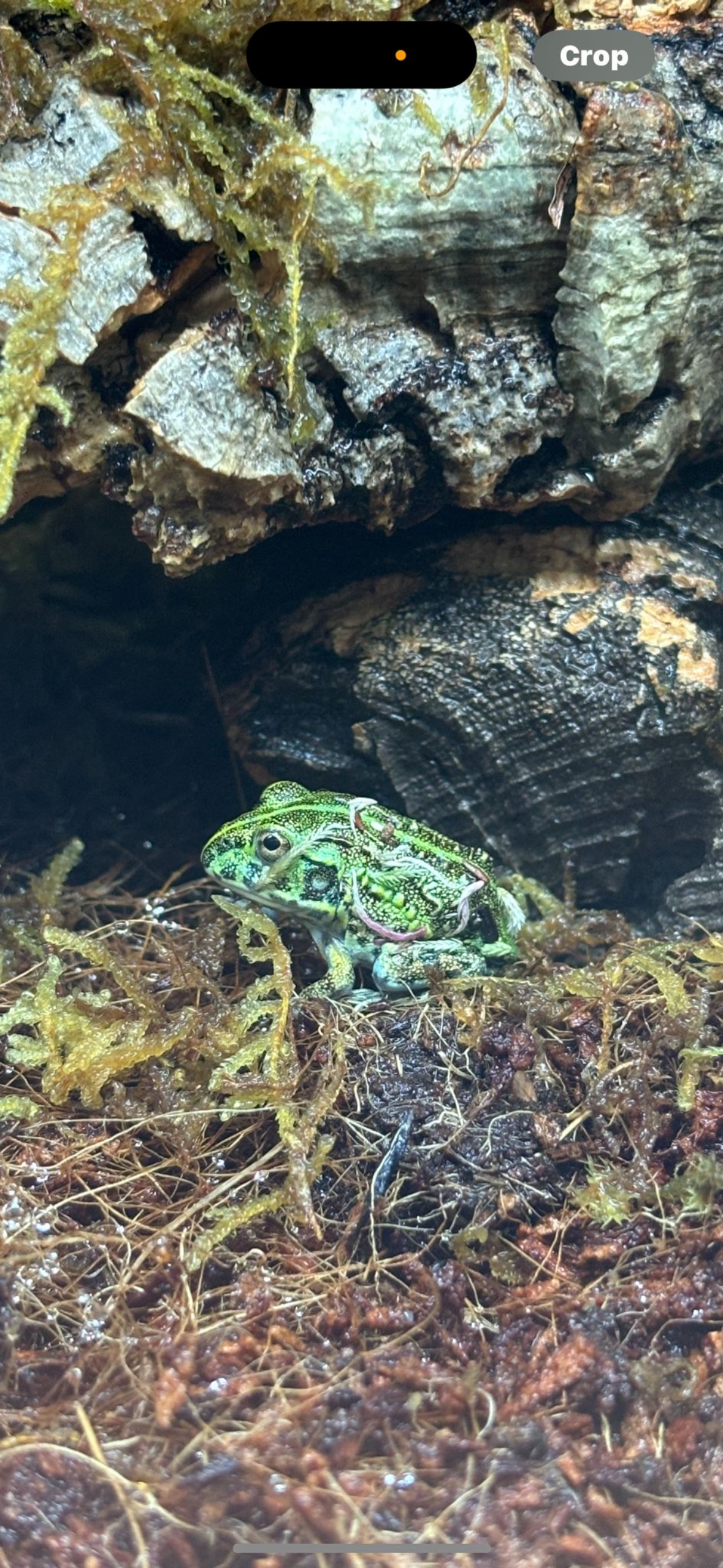 Giant African Bullfrog