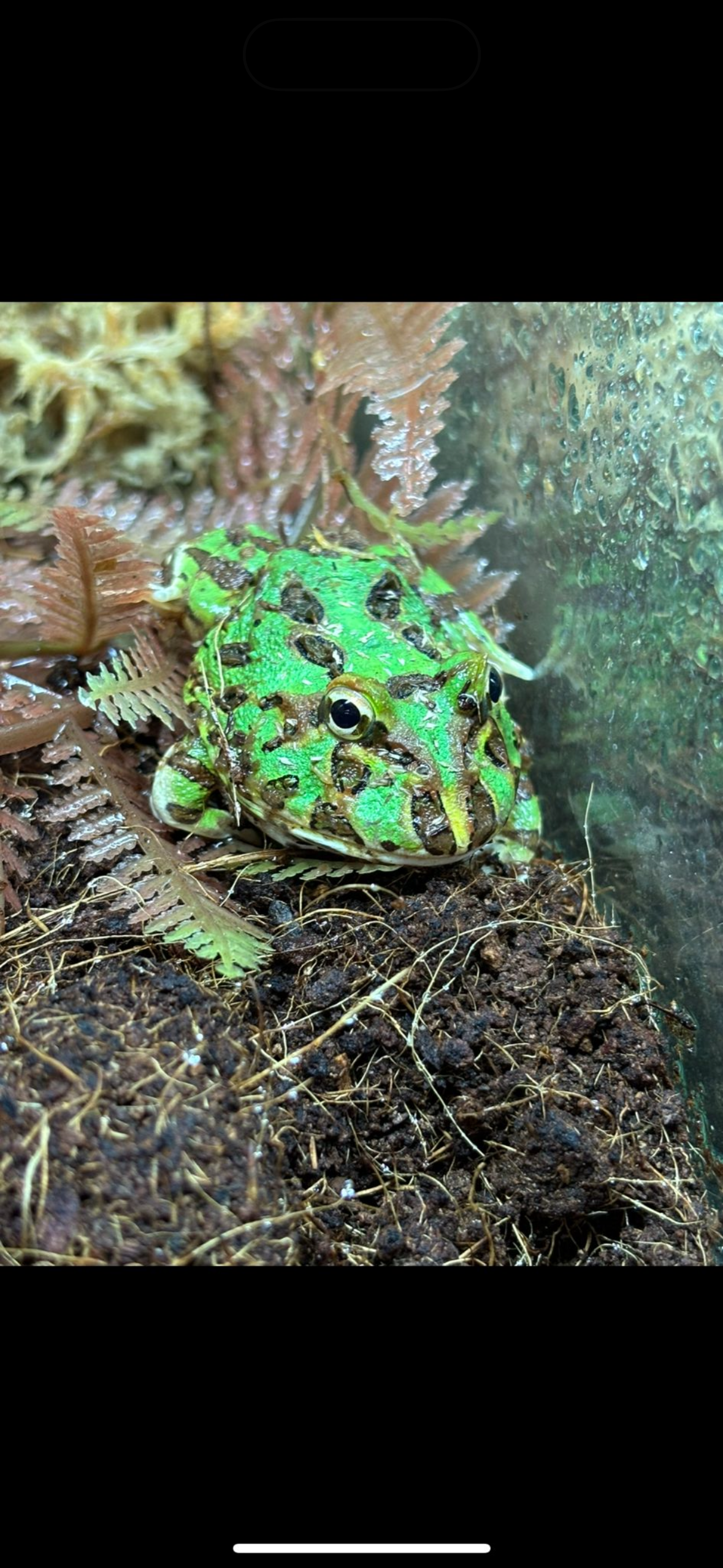 Green Argentinian Horned Frog