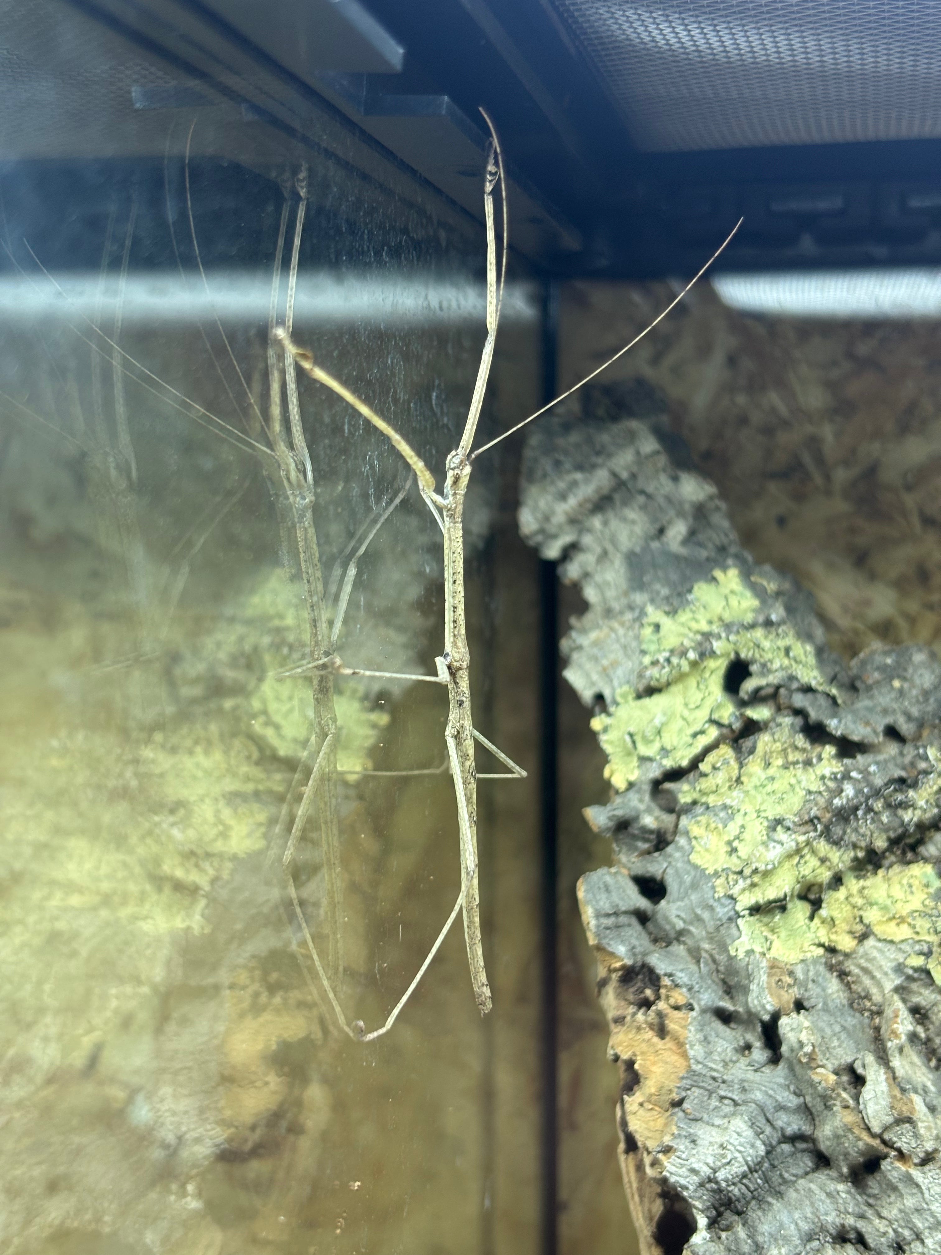 Budwing Stick Insect