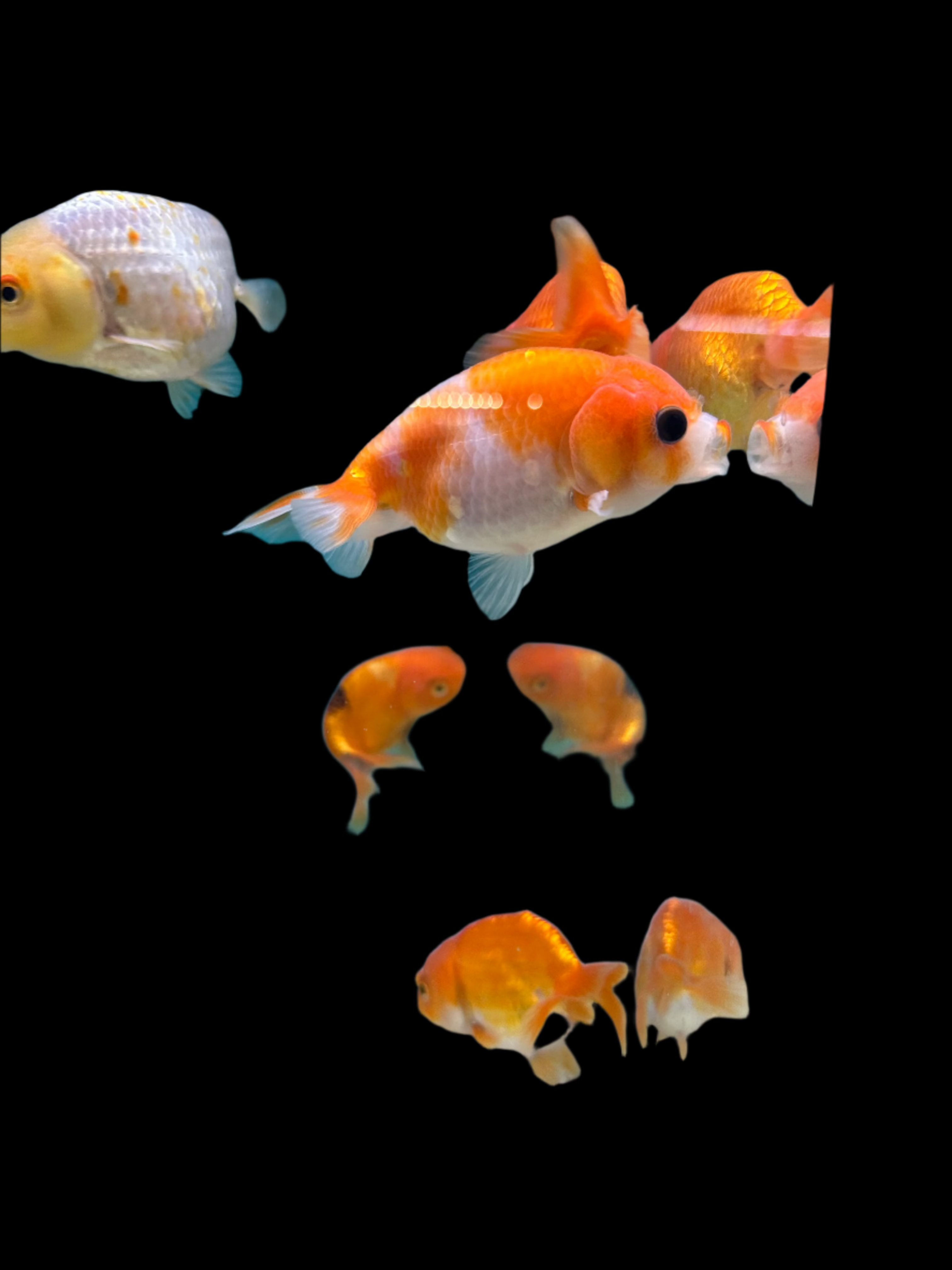 Muwa Ranchu Lionhead Ranchu Goldfish Pink Black Eye Lionhead Ranchu Goldfish