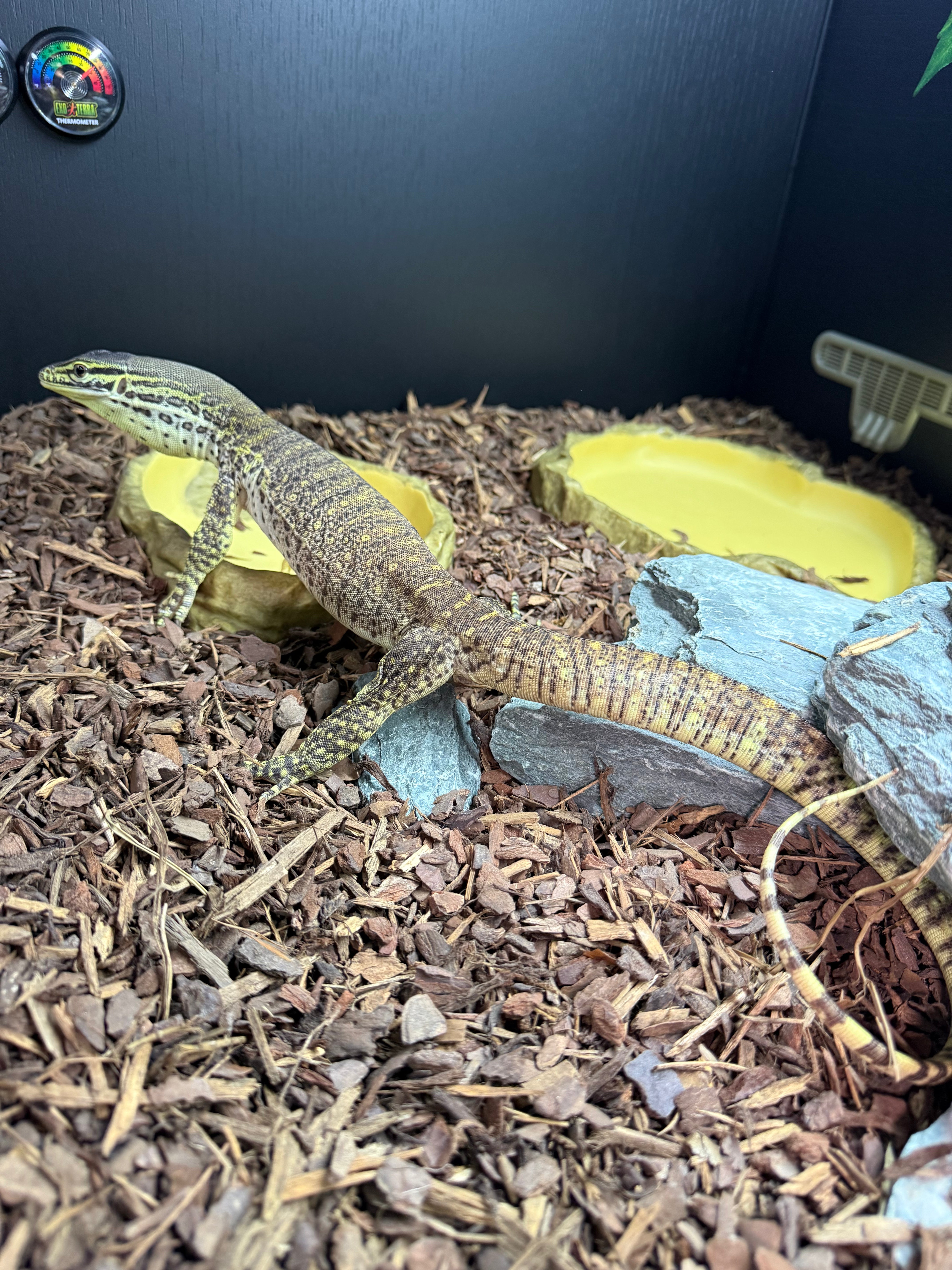 Argus Monitor Lizard CB