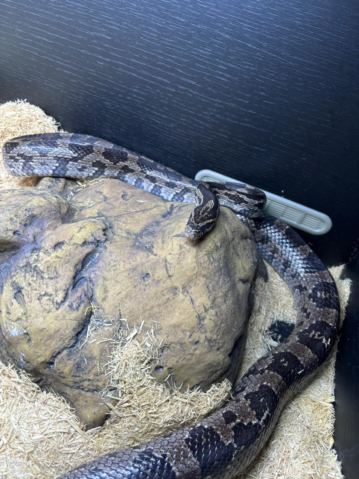 Anery Corn Snake CB24