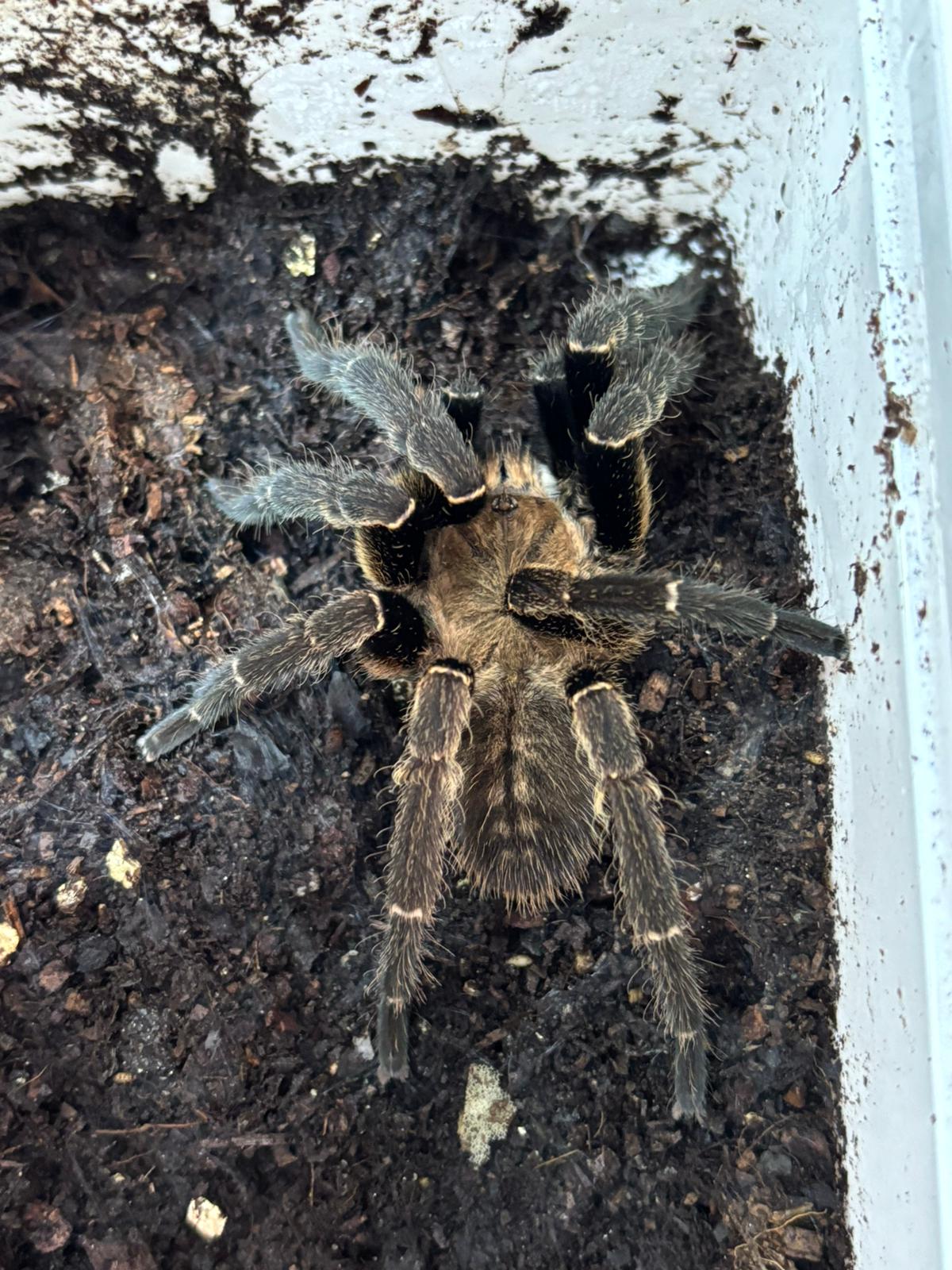 Ho Chi Minh Earth Tiger Tarantula 8-9cm