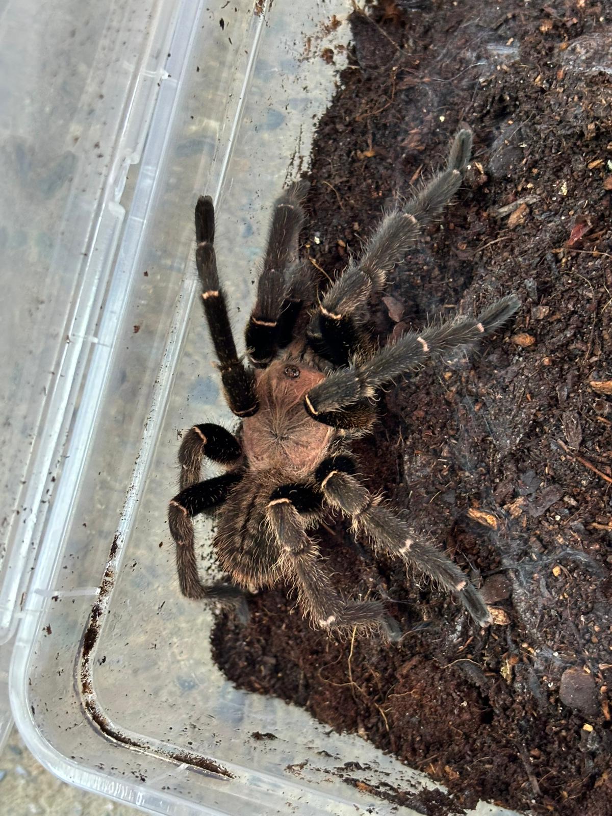 Bach Ma Earth Tiger Tarantula 8-9cm