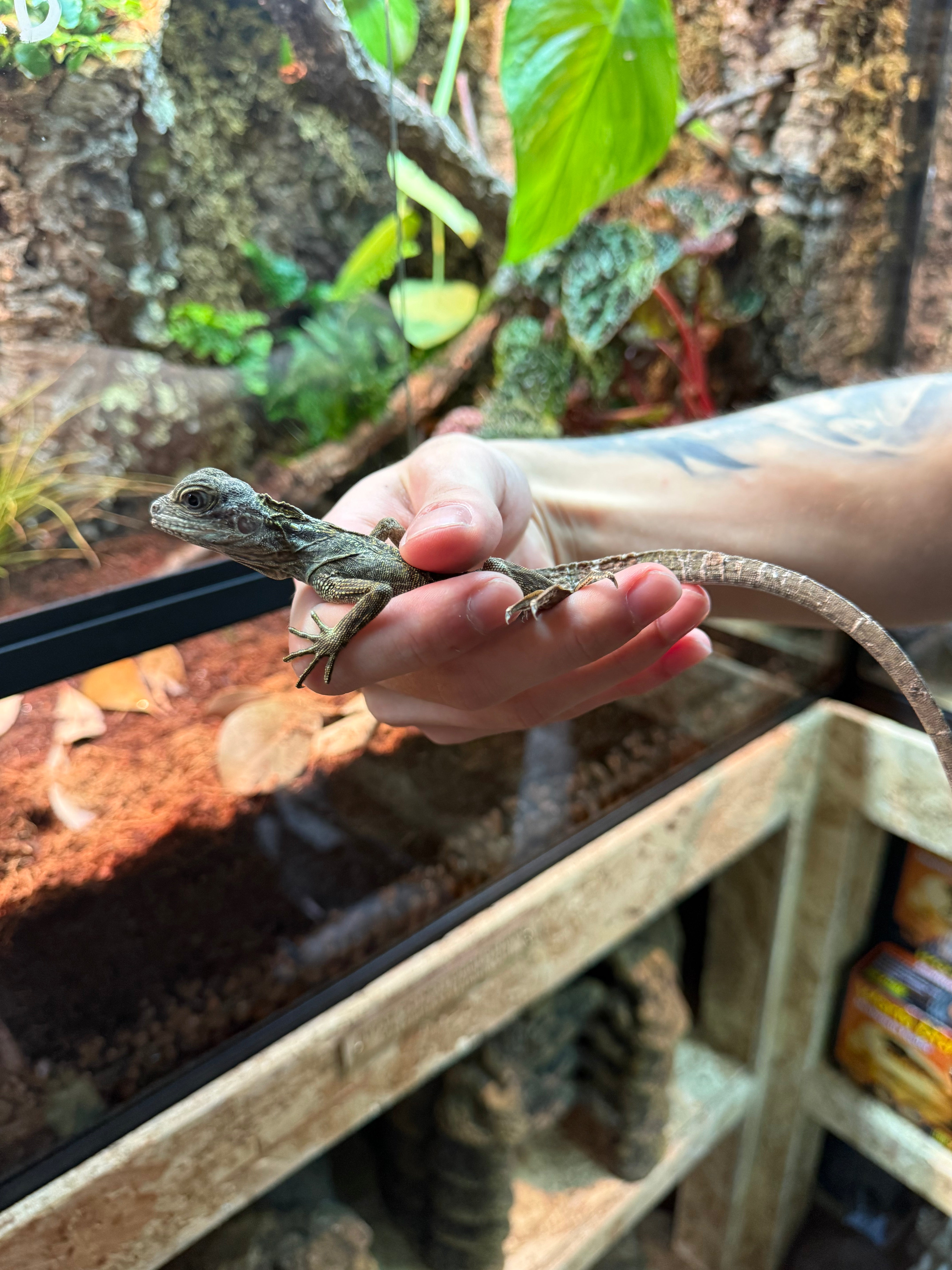 Webbers Sailfin Lizard WC
