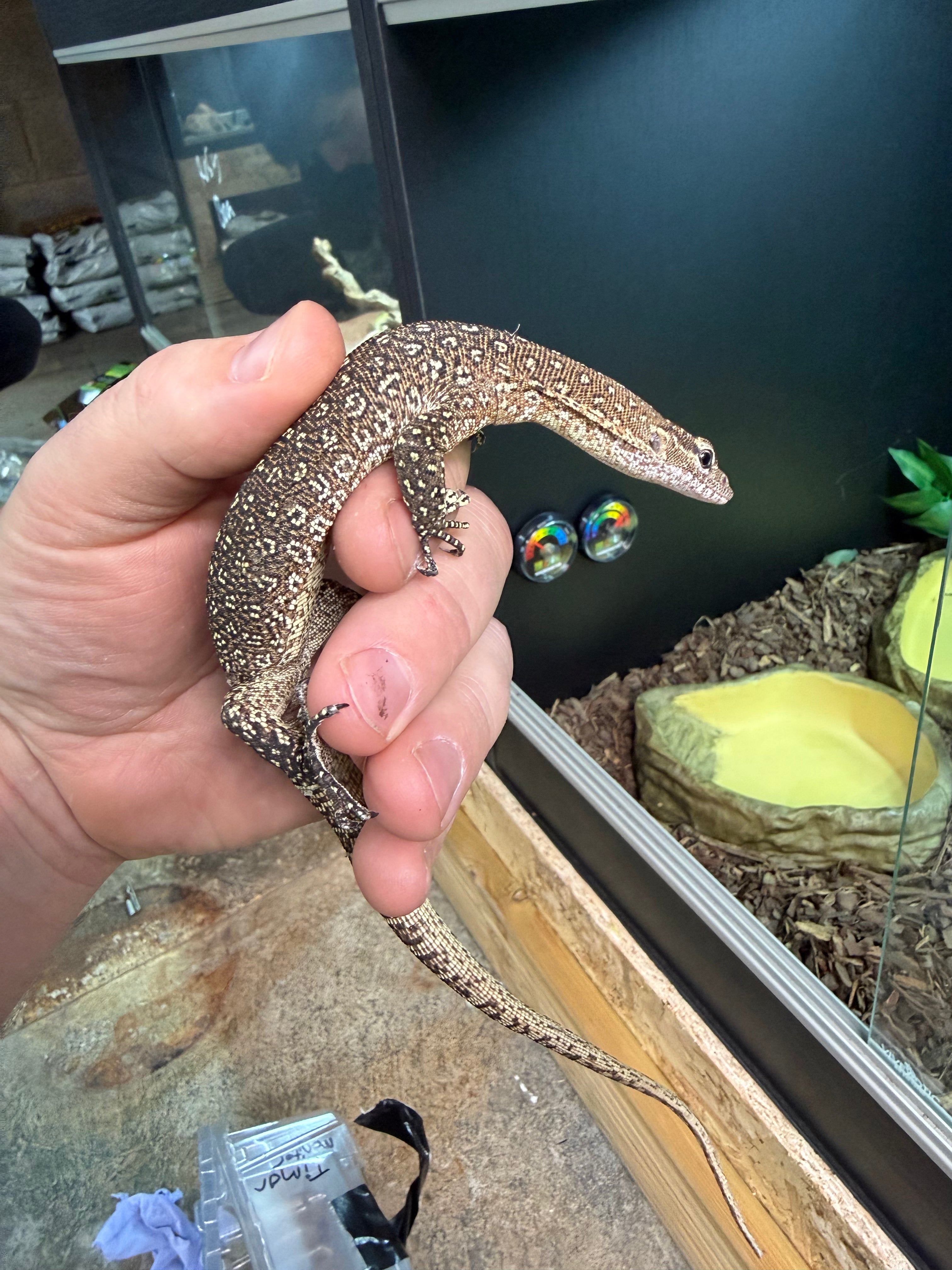 Timor Monitor Lizard CB