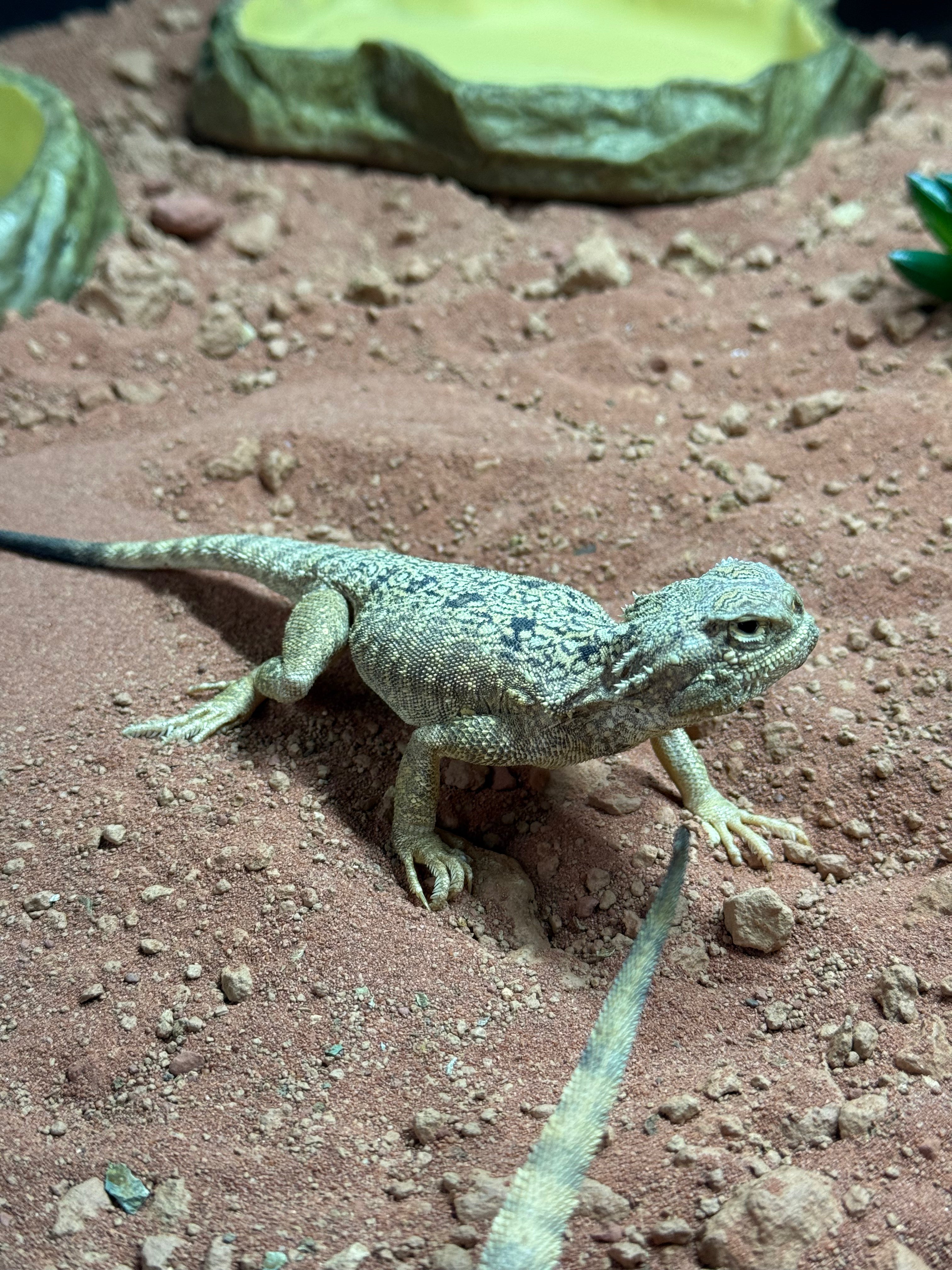 Toad Headed Agama Lizard WC
