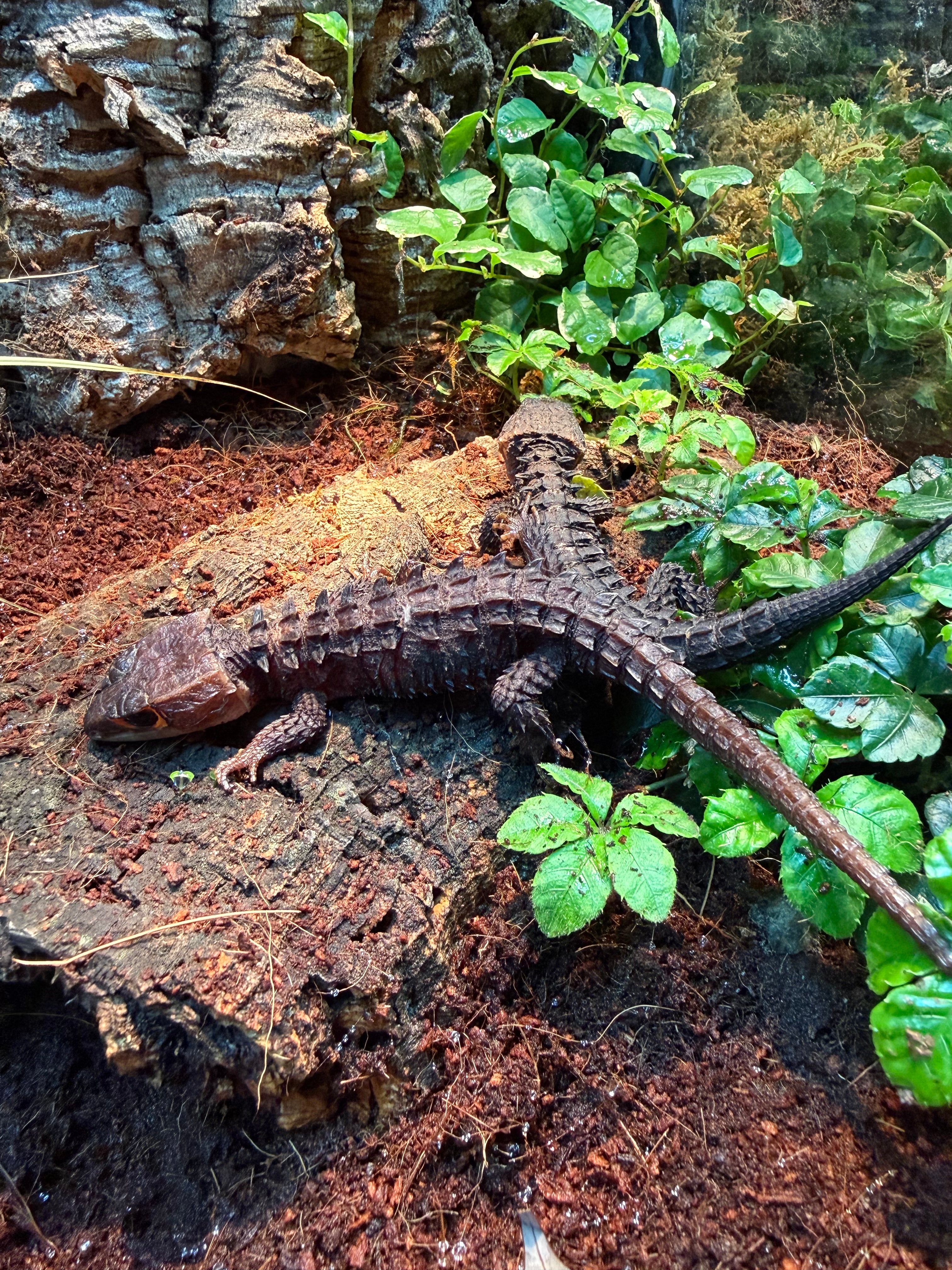 Red Eye Crocodile Skink Pair WC