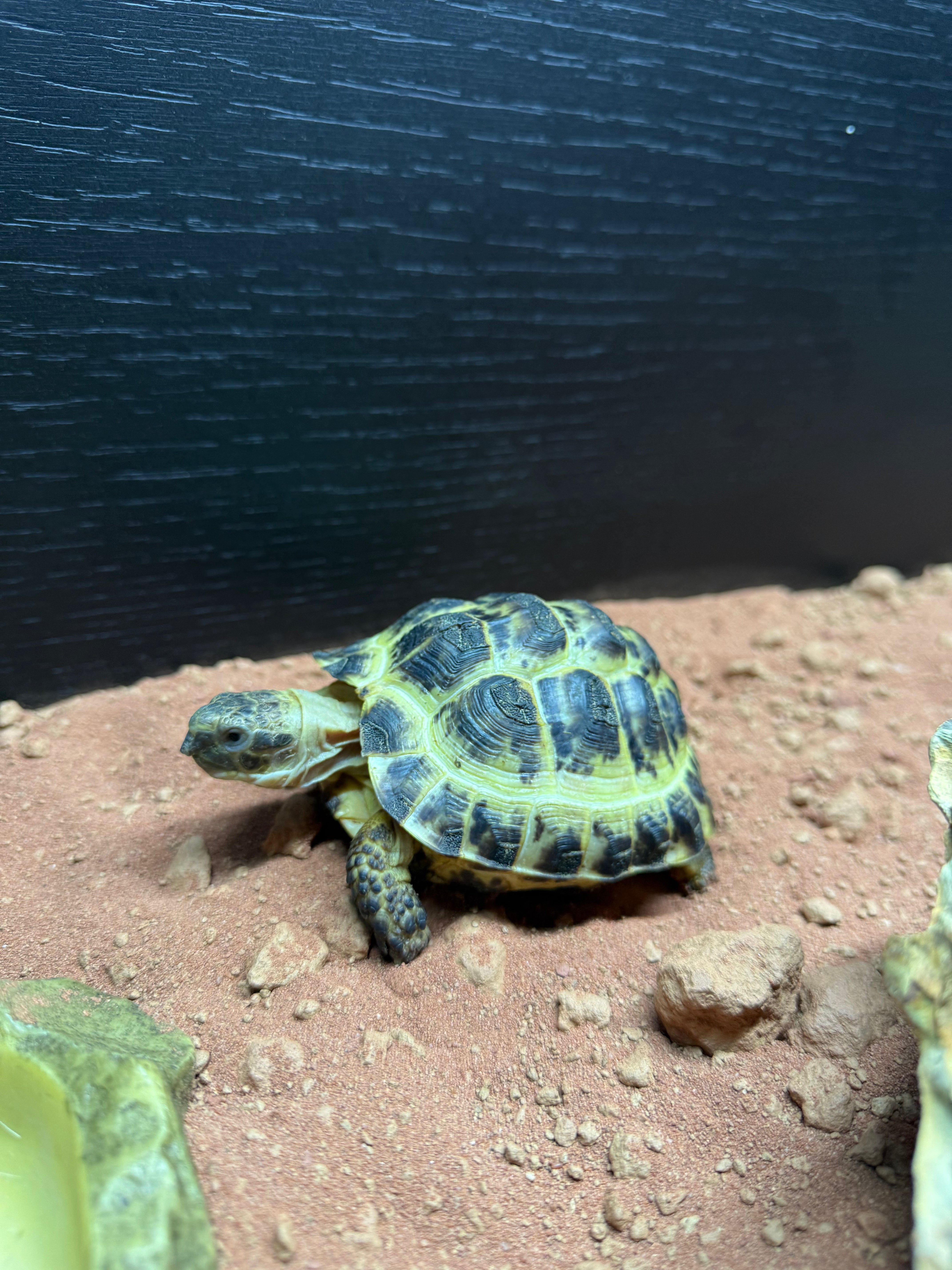 Horsefield Tortoise CB23