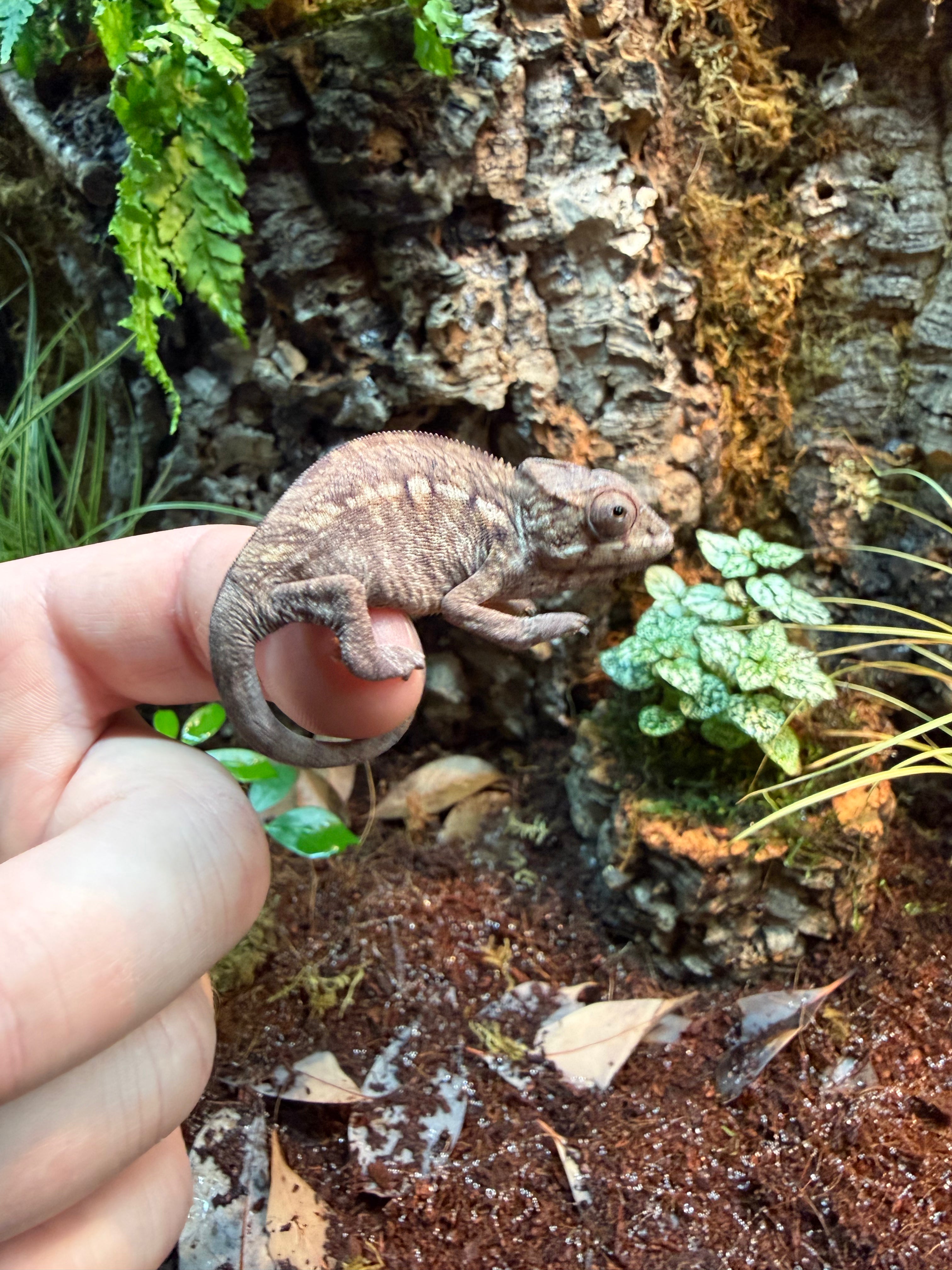Panther Chameleon Pair “Ambilobe” Pair CB