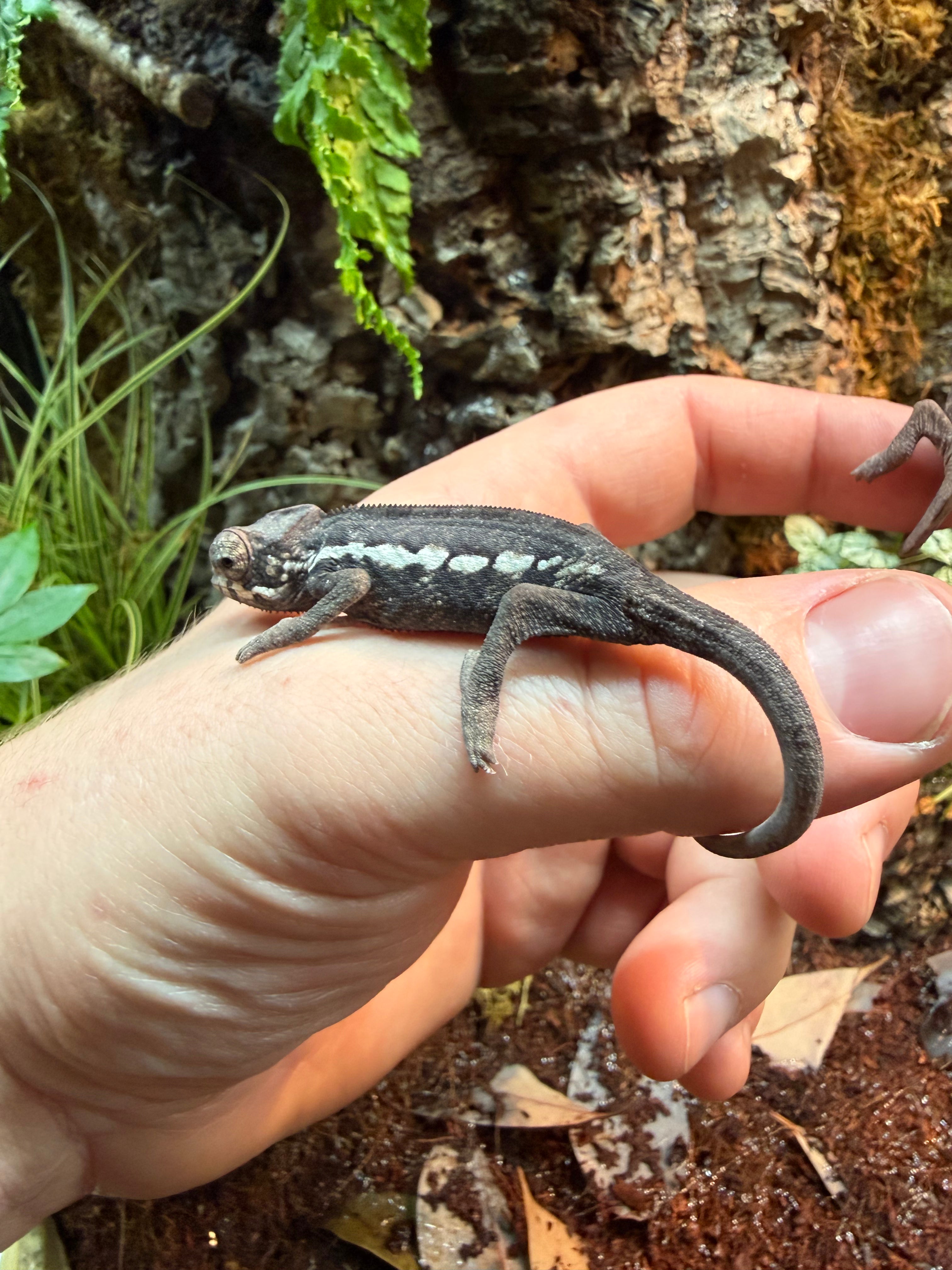 Panther Chameleon Pair “Ambilobe” Pair CB