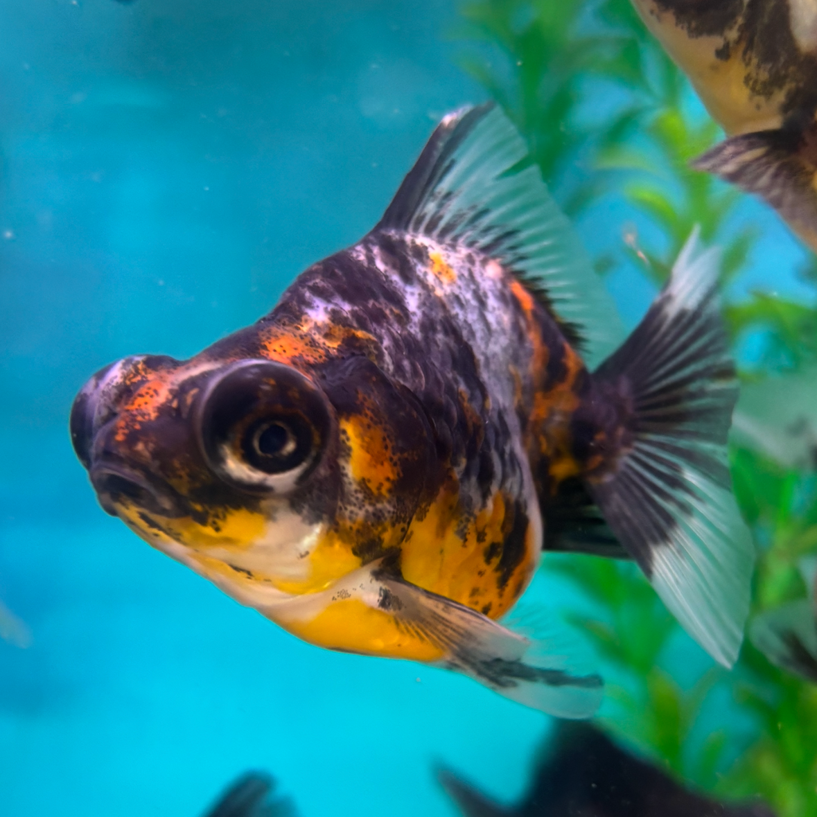 Calico Dragon Eye Short Tail 3" - Lims Fish Farm Java