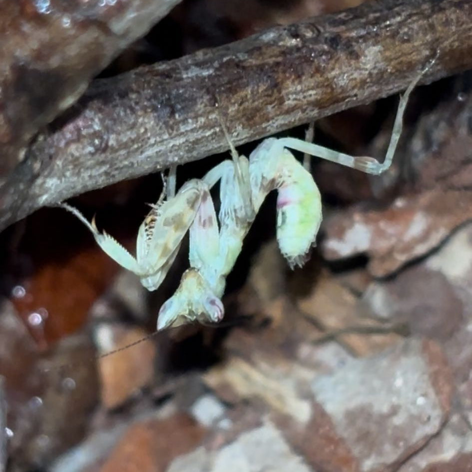 Flower Mantis