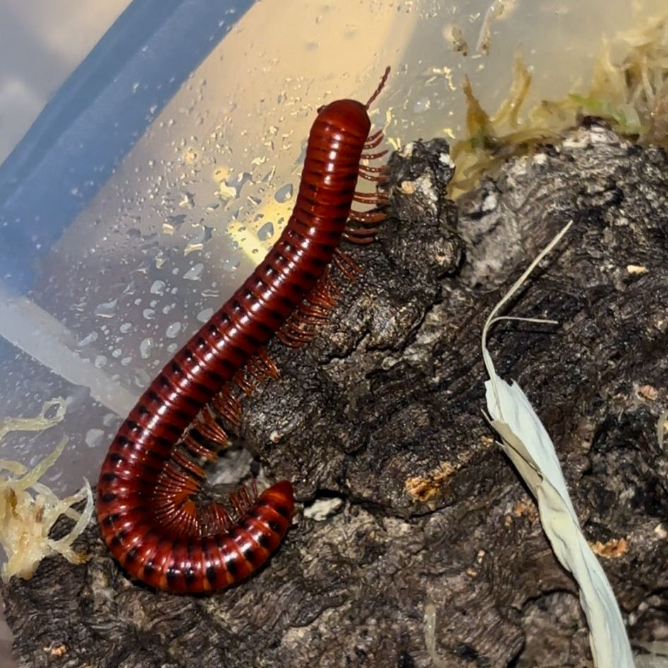 Spotted Fire Millipede