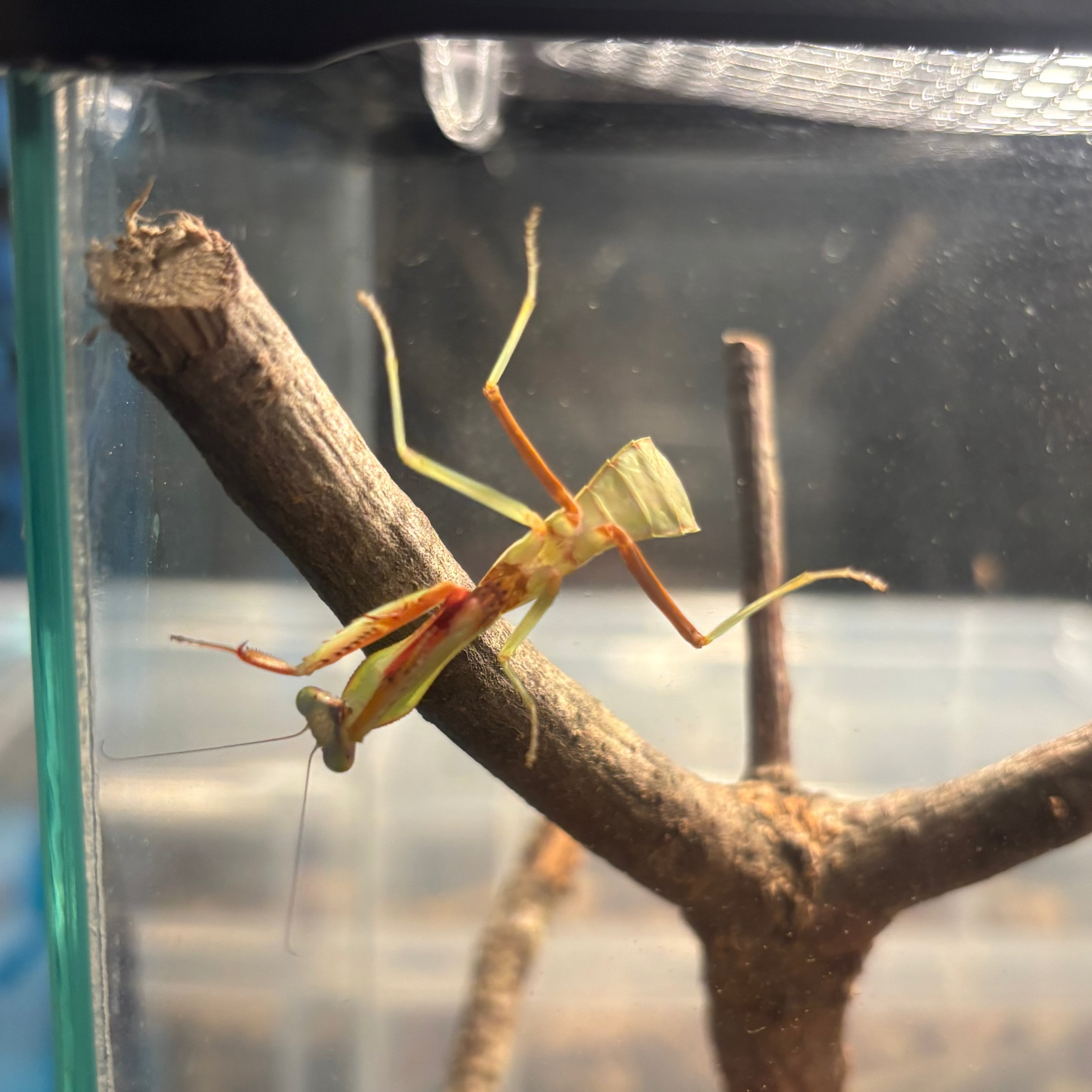 Giant Rainforest Mantis
