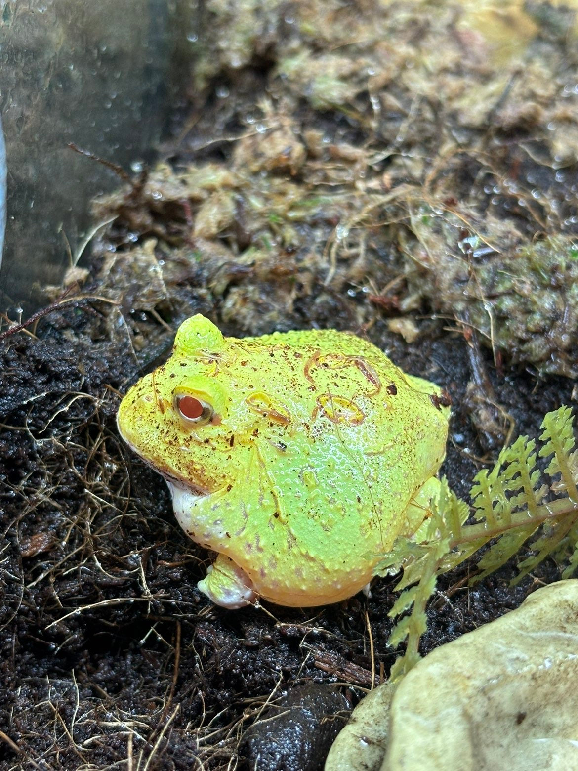 Super Pikachu Argentinian Horned Frog