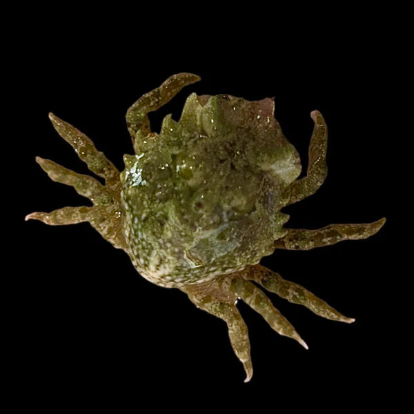 Pithos Crab MED