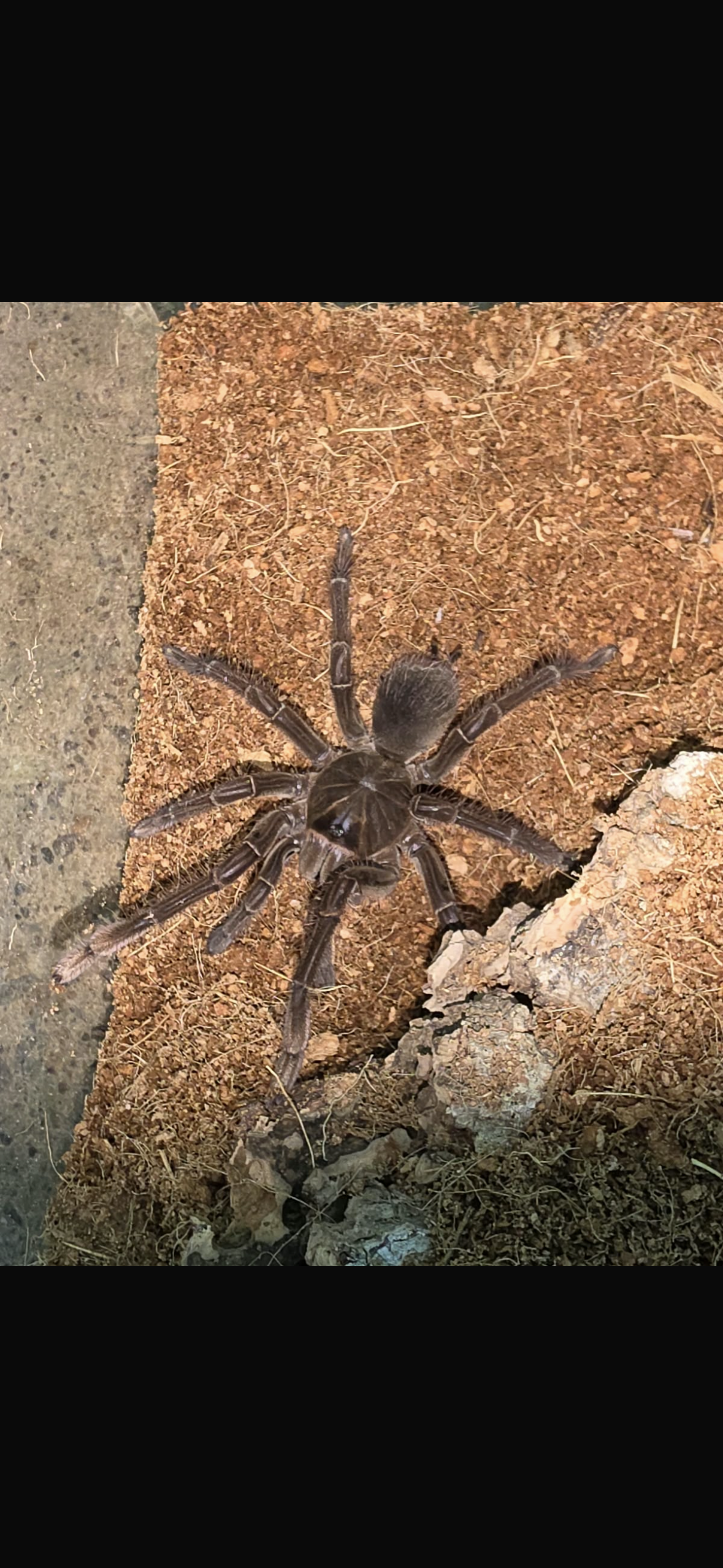 Goliath Birdeater Theraphosa Stirmi 8-10cm