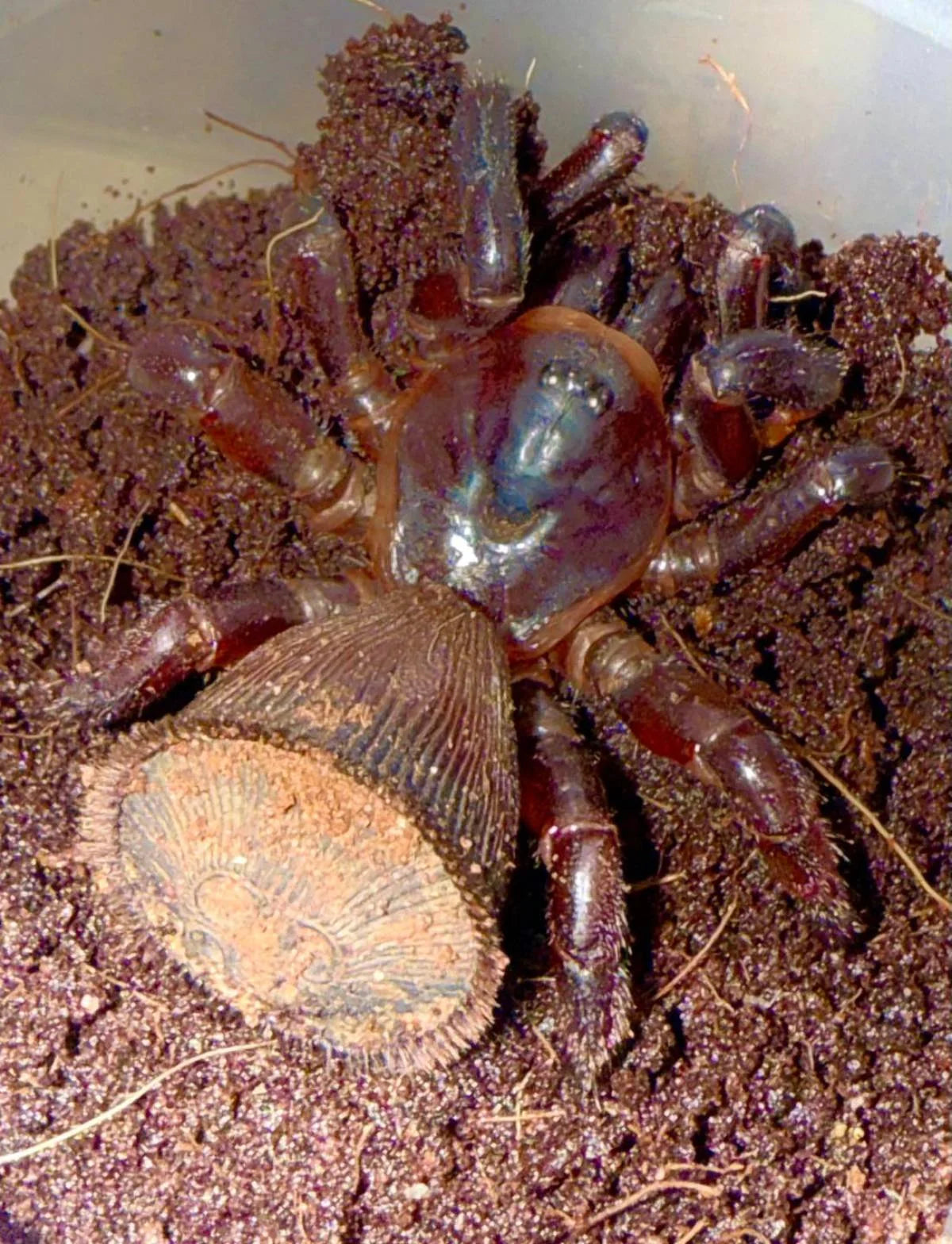 Chinese Hourglass/ Oreo Butt Tarantula 3cm