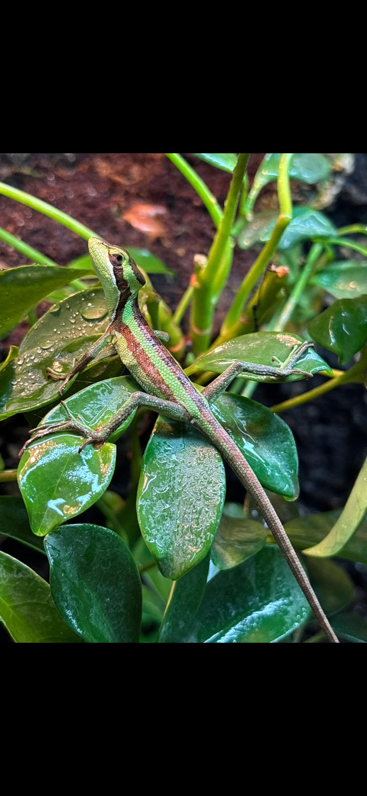 CB Eastern Casquehead Iguana