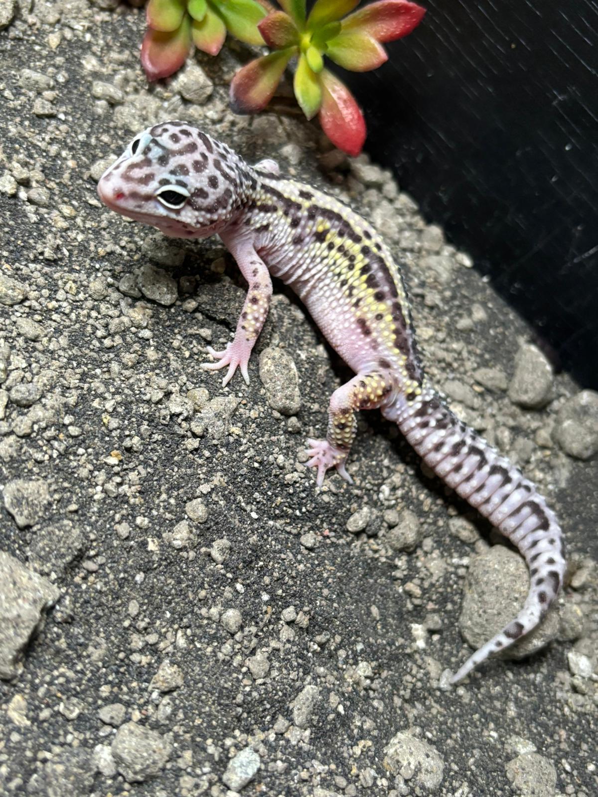 CB Jungle Designer Leopard Gecko