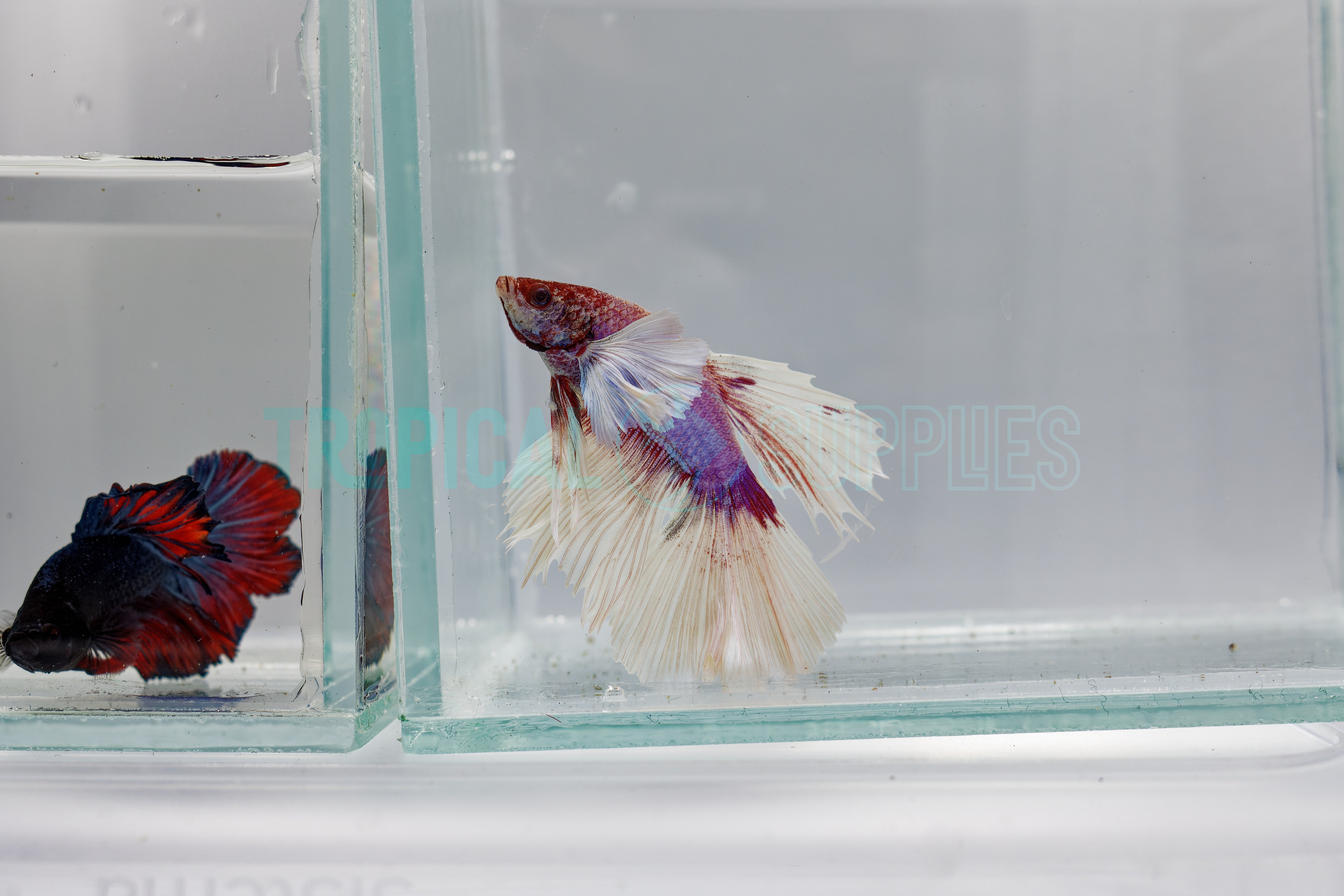 B6 Two Tone Dumbo Male Betta - Tropical Supplies North East