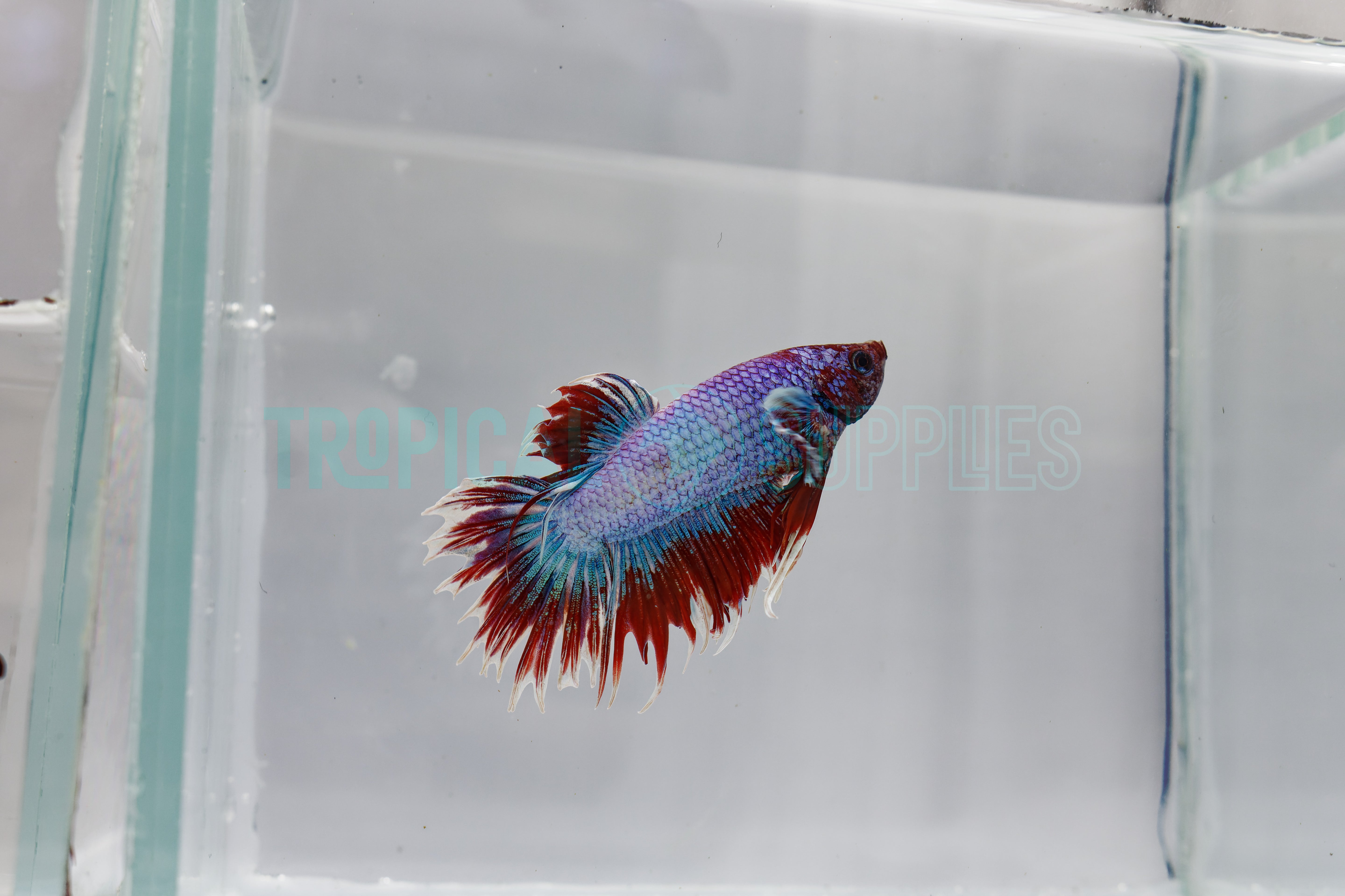 B13 Fire Ice Crowntail Male Betta
