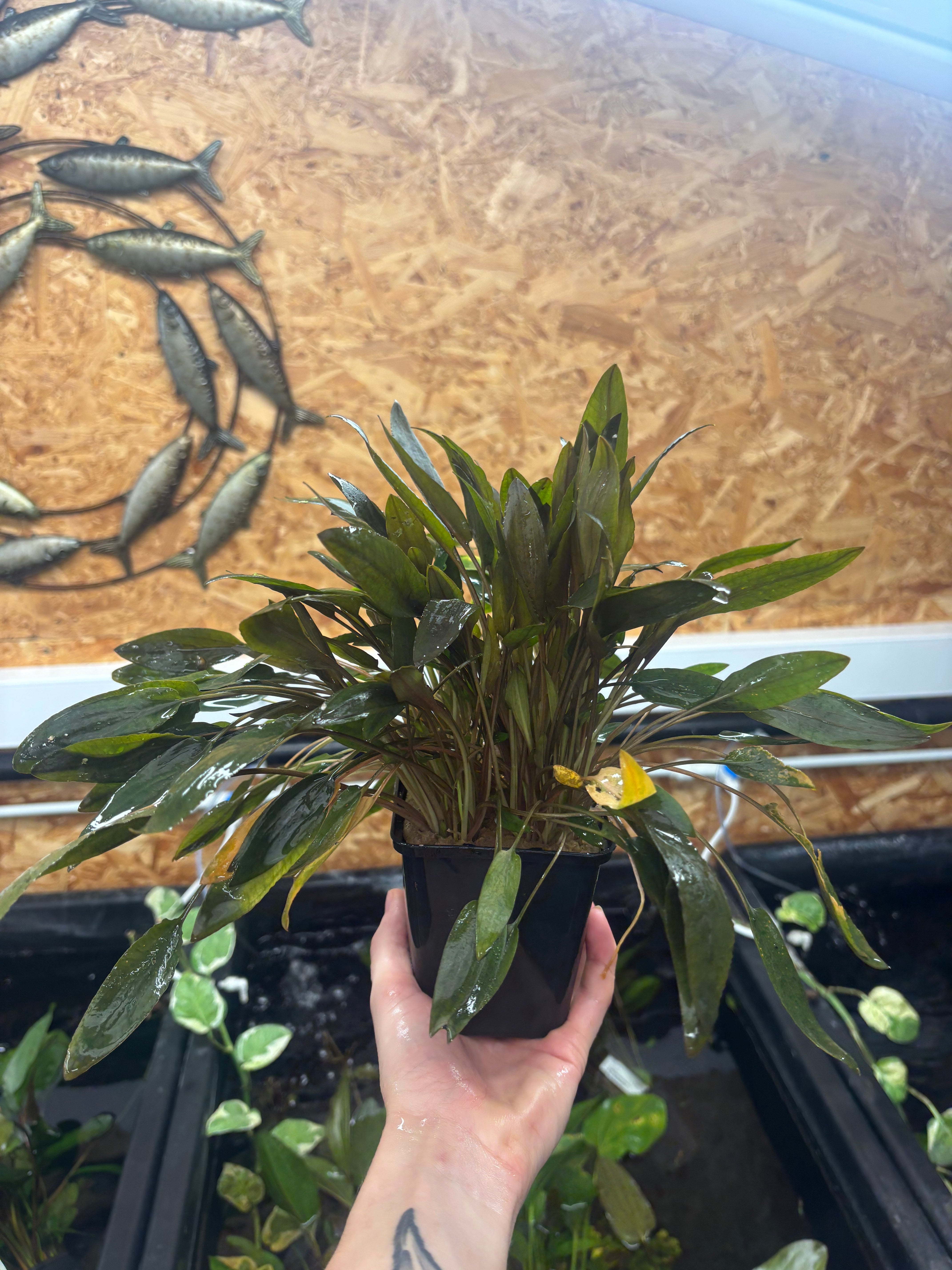 Assorted Cryptocorne Motherplant 25+cm
